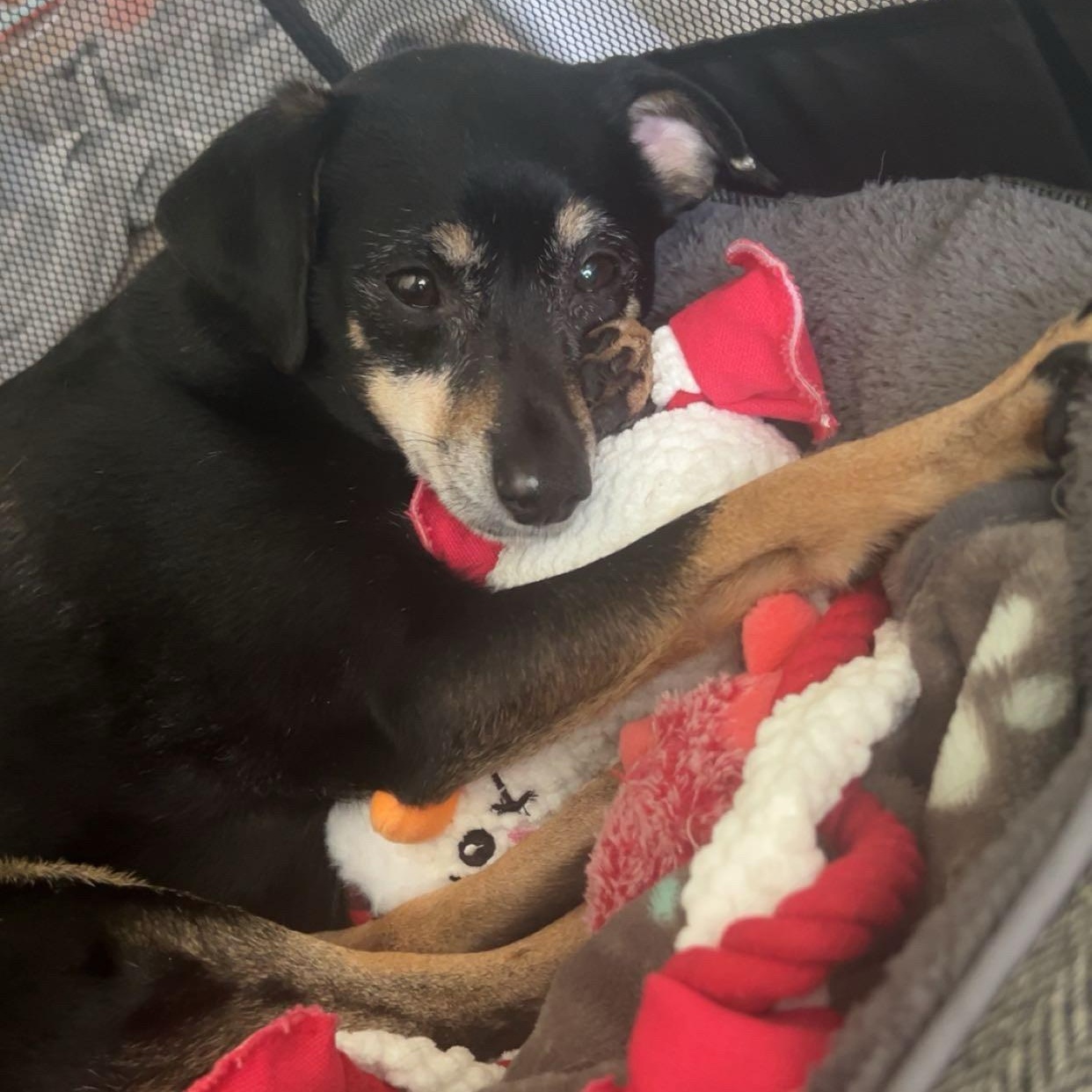 Enlarge Finn ****Courtesy Post******, a ADOPTABLE Terrier in Warren, MI image 3/4