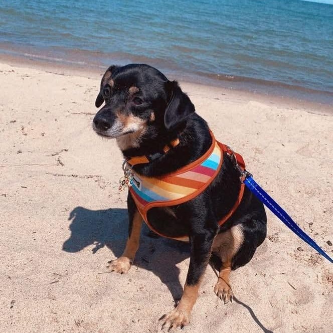 Enlarge Finn ****Courtesy Post******, a ADOPTABLE Terrier in Warren, MI image 4/4