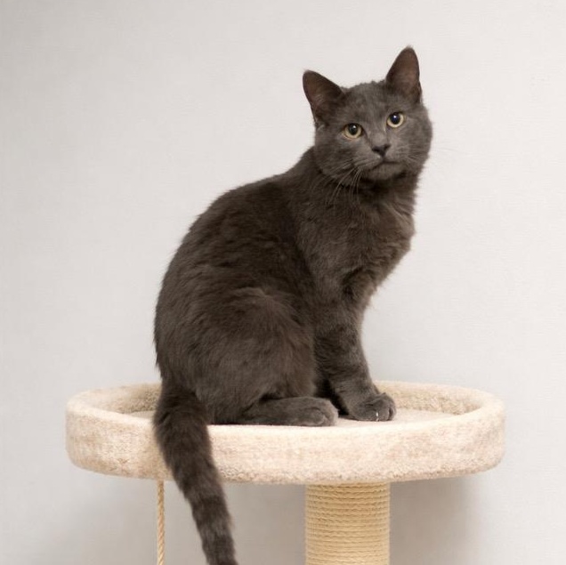 Enlarge Ezra, a Adoptable mixed breed in Andover, MN image 1/1