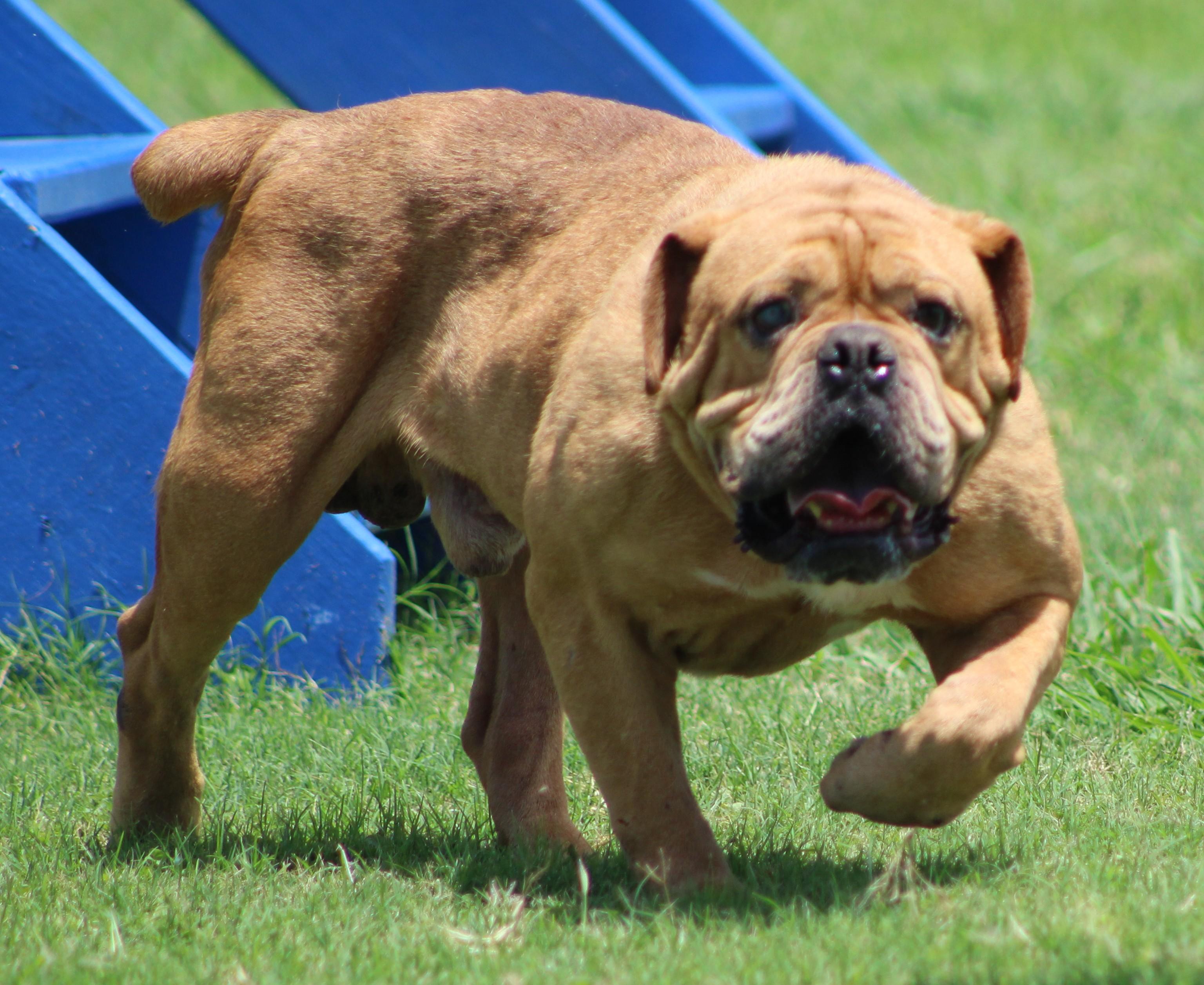 Enlarge Beef Ravioli, a ADOPTABLE Bulldog in Temple, TX image 5/6