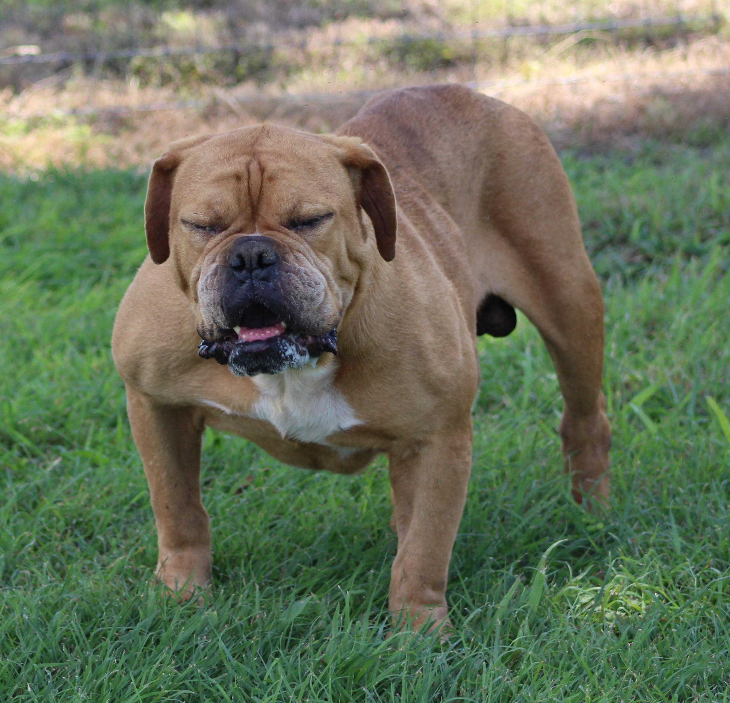 Enlarge Beef Ravioli, a ADOPTABLE Bulldog in Temple, TX image 4/6