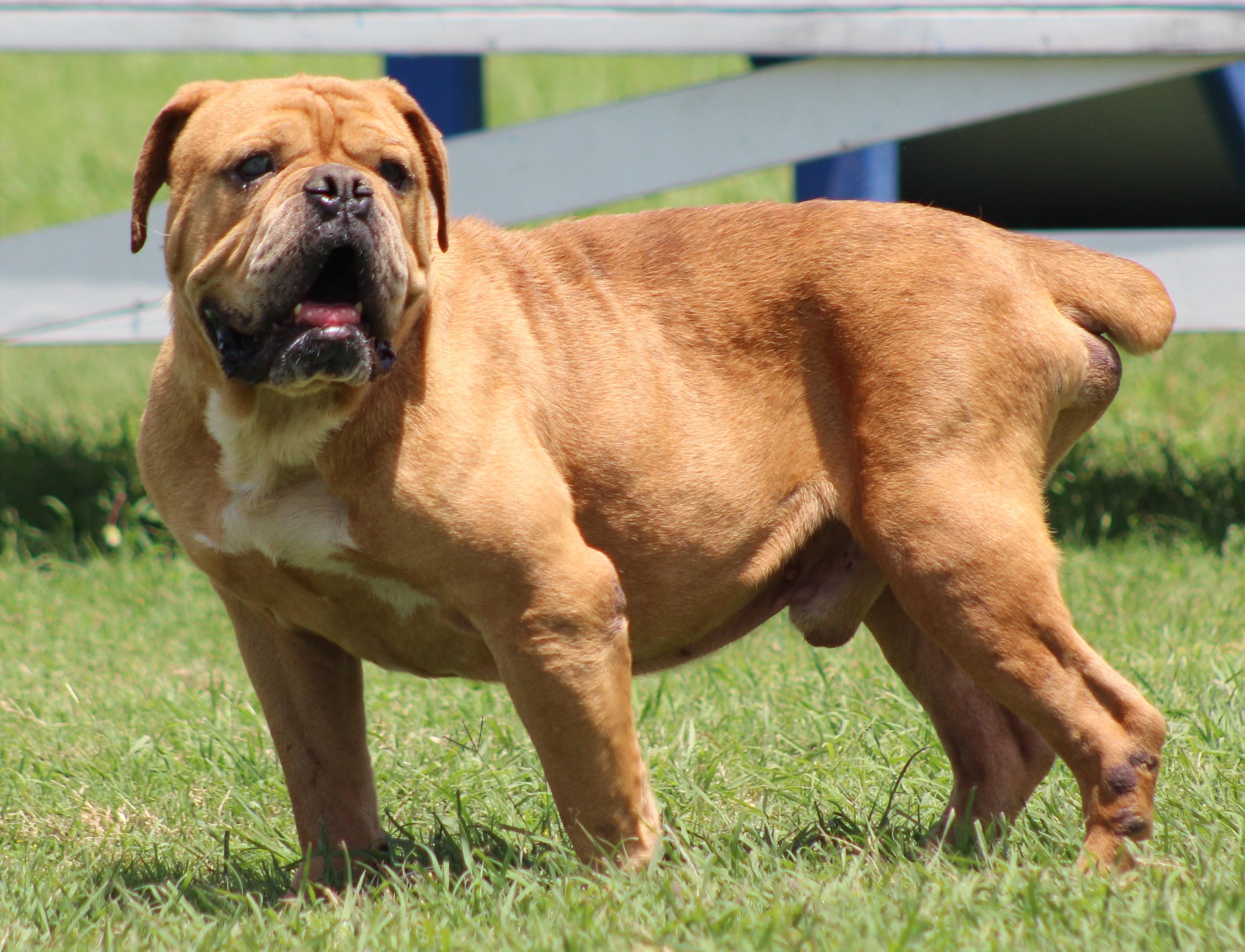 Beef Ravioli, ADOPTABLE, Adult Male Bulldog.