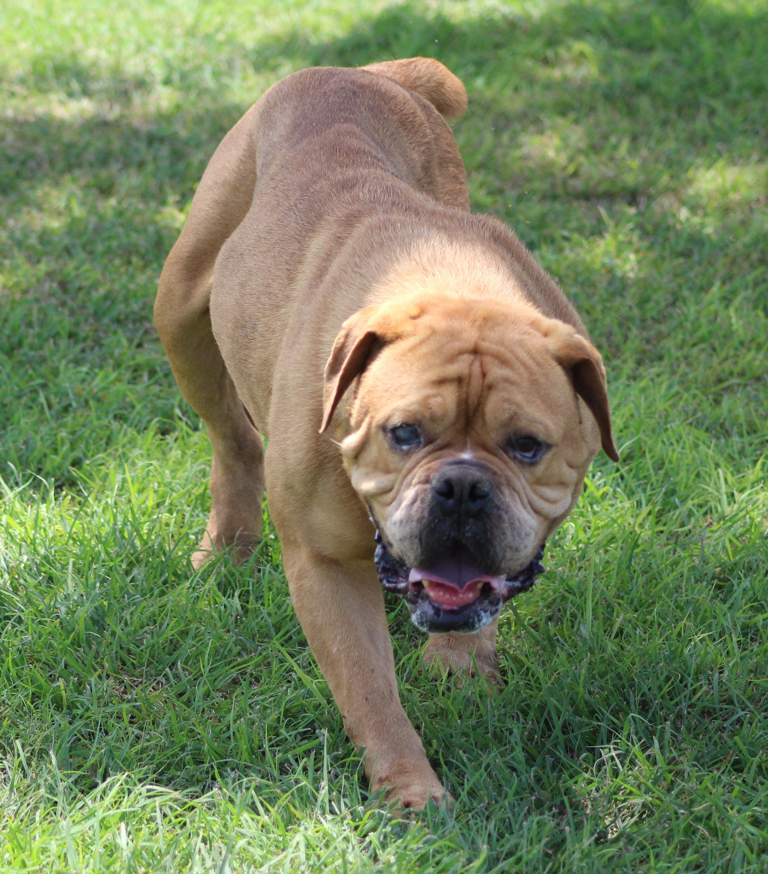 Enlarge Beef Ravioli, a ADOPTABLE Bulldog in Temple, TX image 2/6