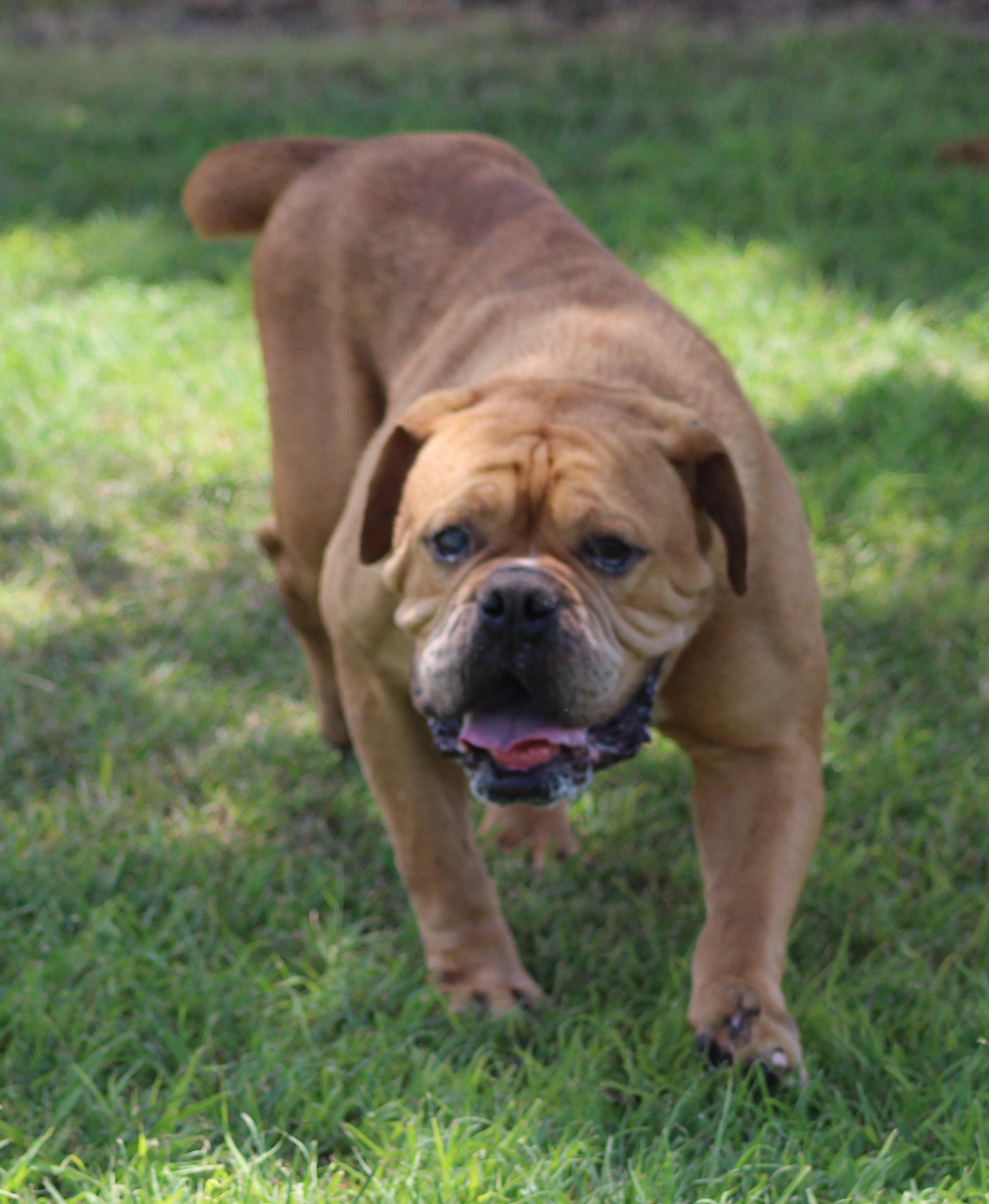 Enlarge Beef Ravioli, a ADOPTABLE Bulldog in Temple, TX image 3/6