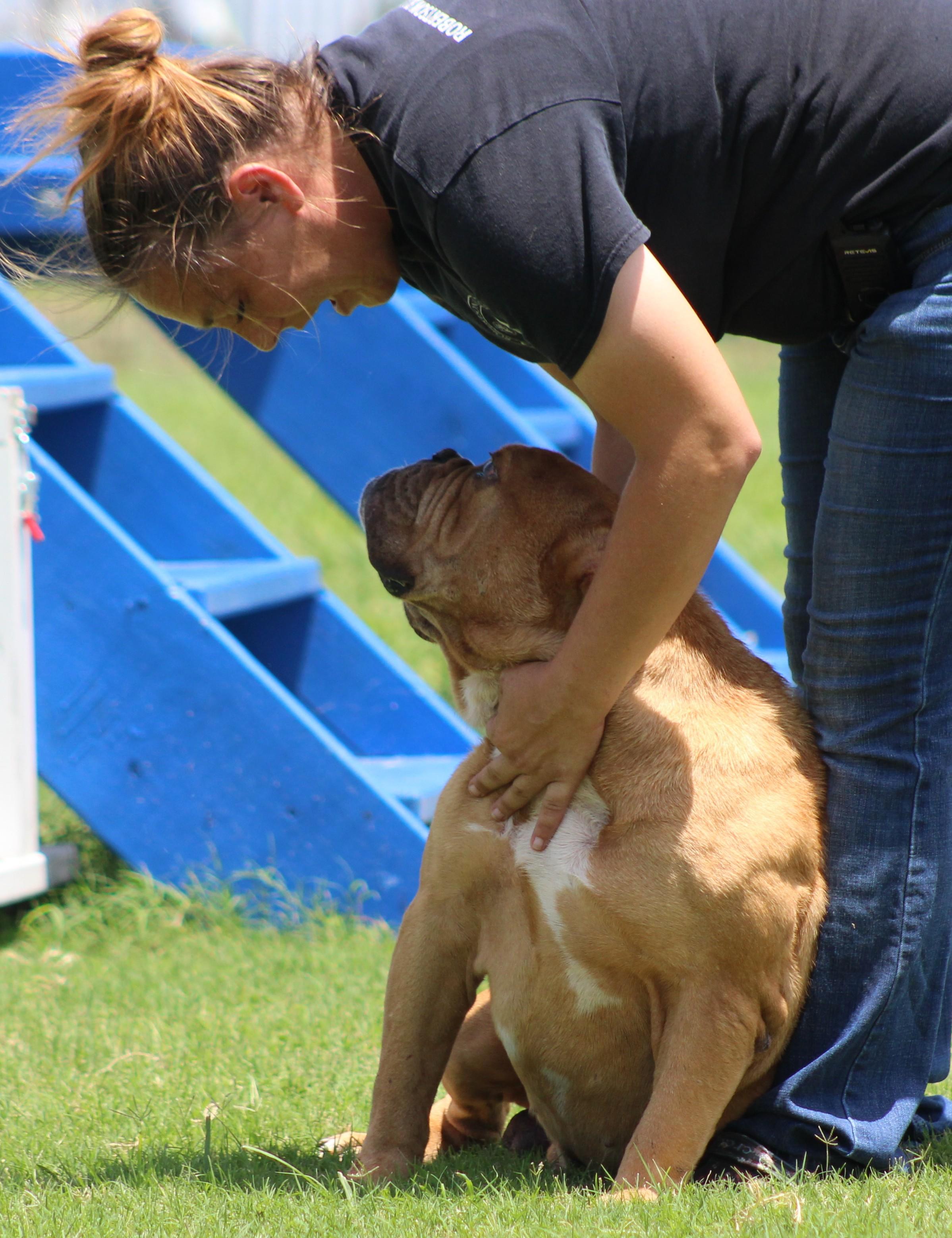 Enlarge Beef Ravioli, a ADOPTABLE Bulldog in Temple, TX image 6/6