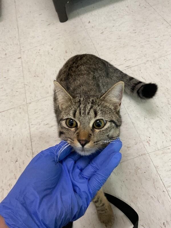 toothless, Adoptable, Adult Male Domestic Short Hair.