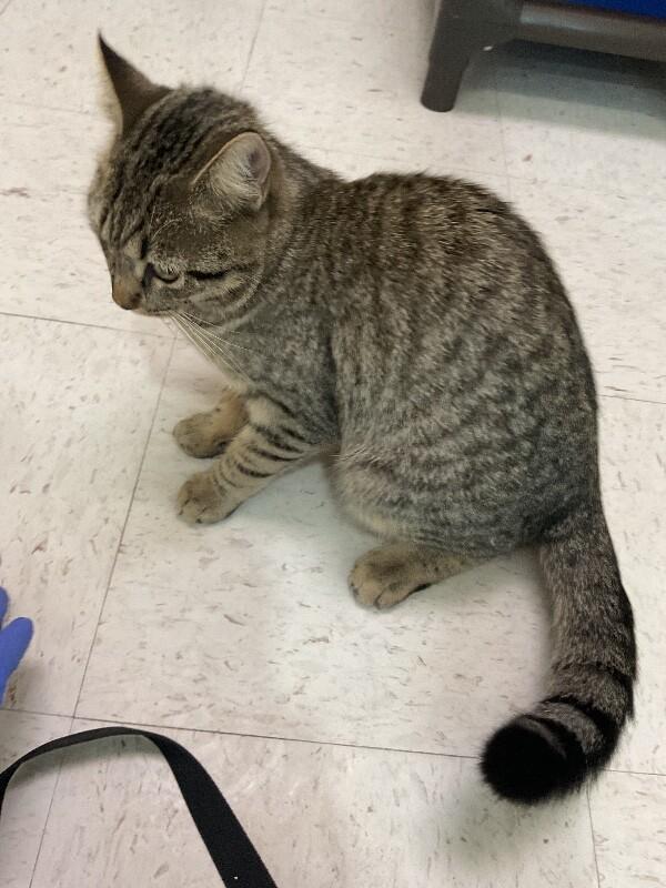 Enlarge toothless, a Adoptable Domestic Short Hair in Hobbs, NM image 2/3