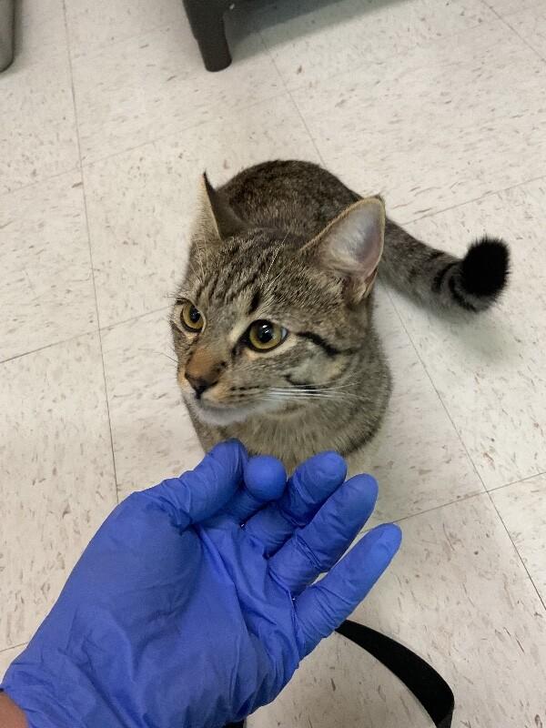 Enlarge toothless, a Adoptable Domestic Short Hair in Hobbs, NM image 3/3