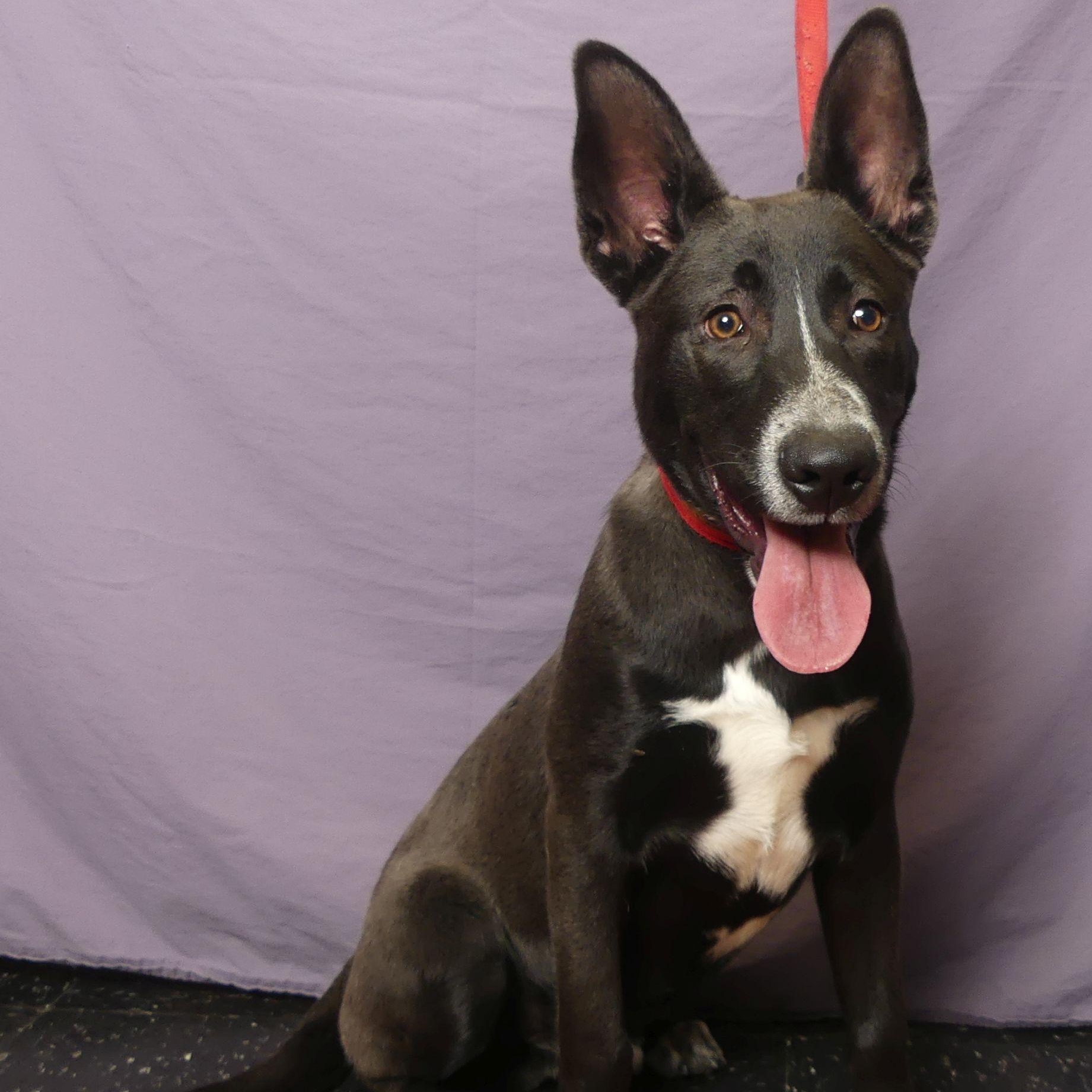 Enlarge COLT, an adopted mixed breed in Ukiah, CA image 1/5