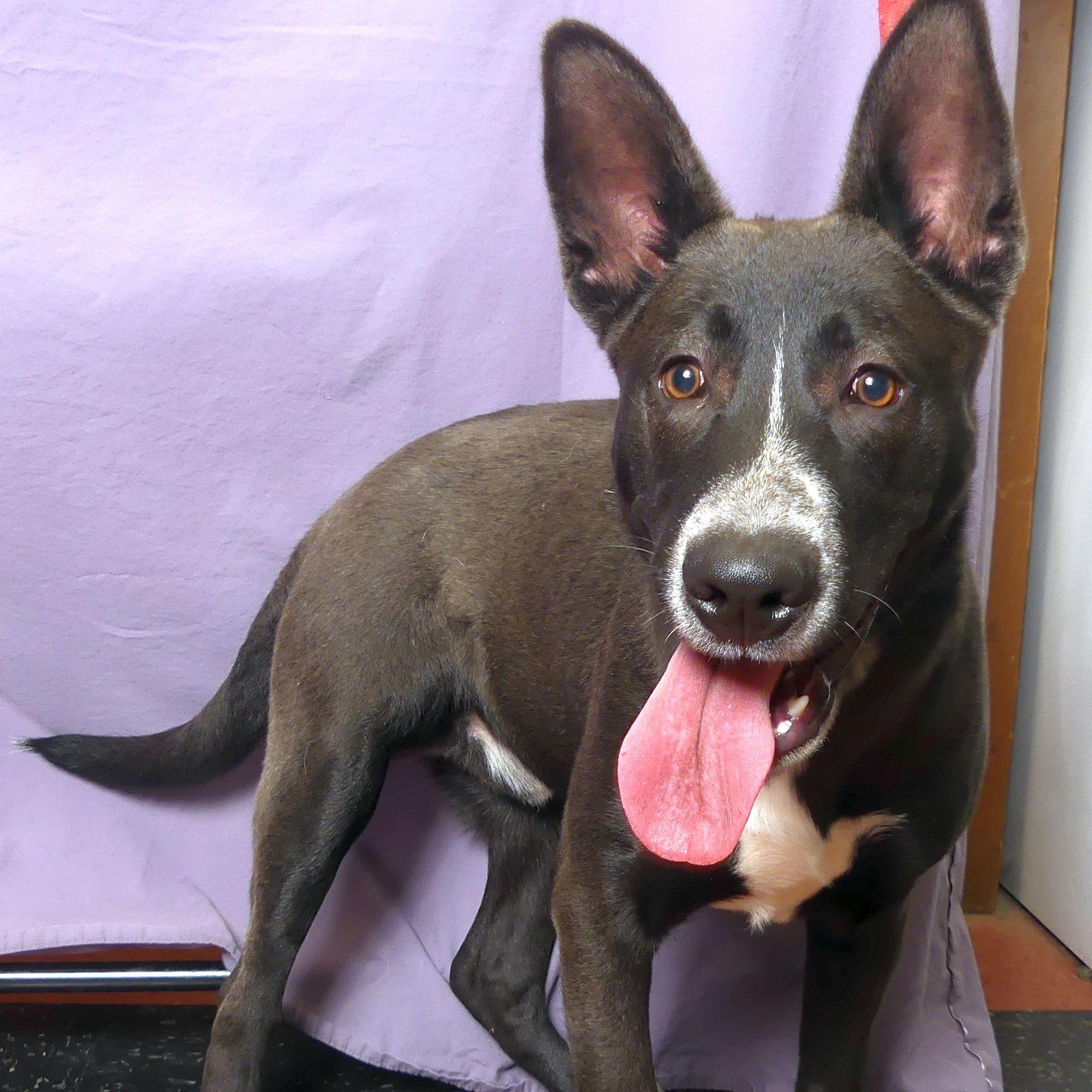 Enlarge COLT, an adopted mixed breed in Ukiah, CA image 2/5