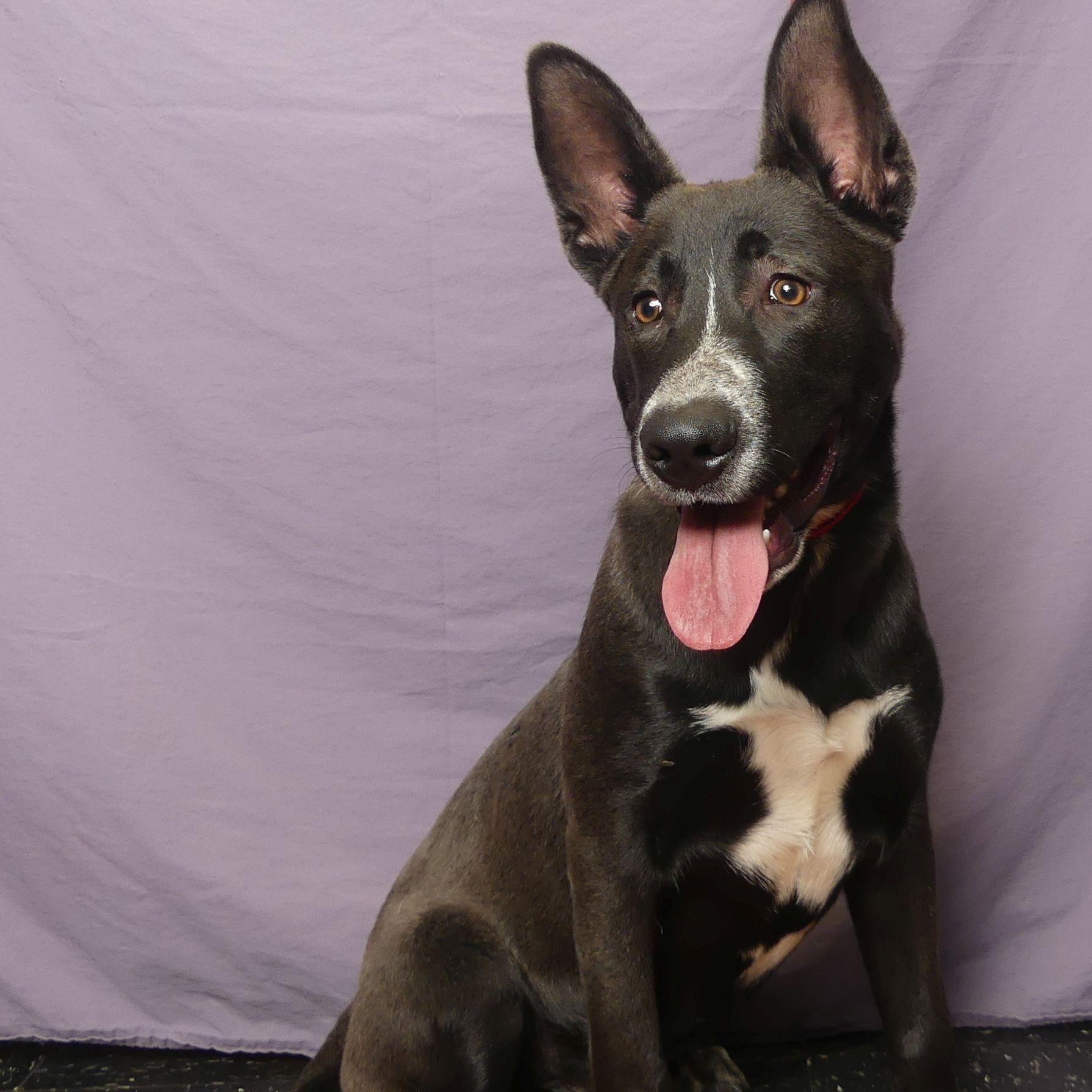 Enlarge COLT, an adopted mixed breed in Ukiah, CA image 4/5