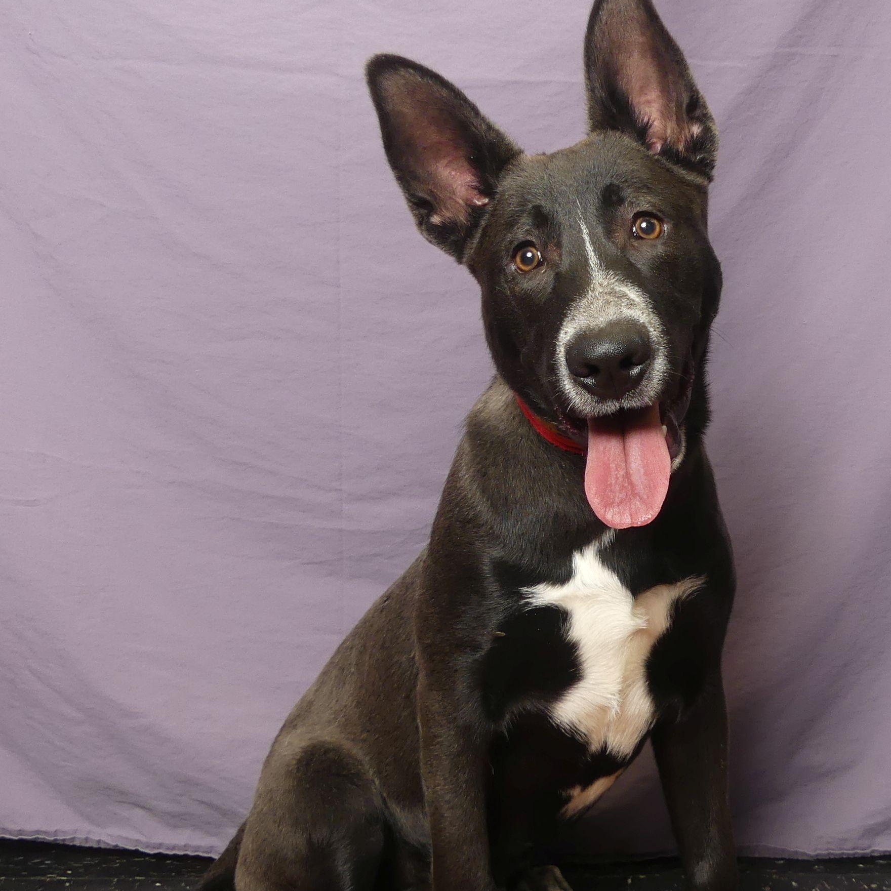 Enlarge COLT, an adopted mixed breed in Ukiah, CA image 5/5