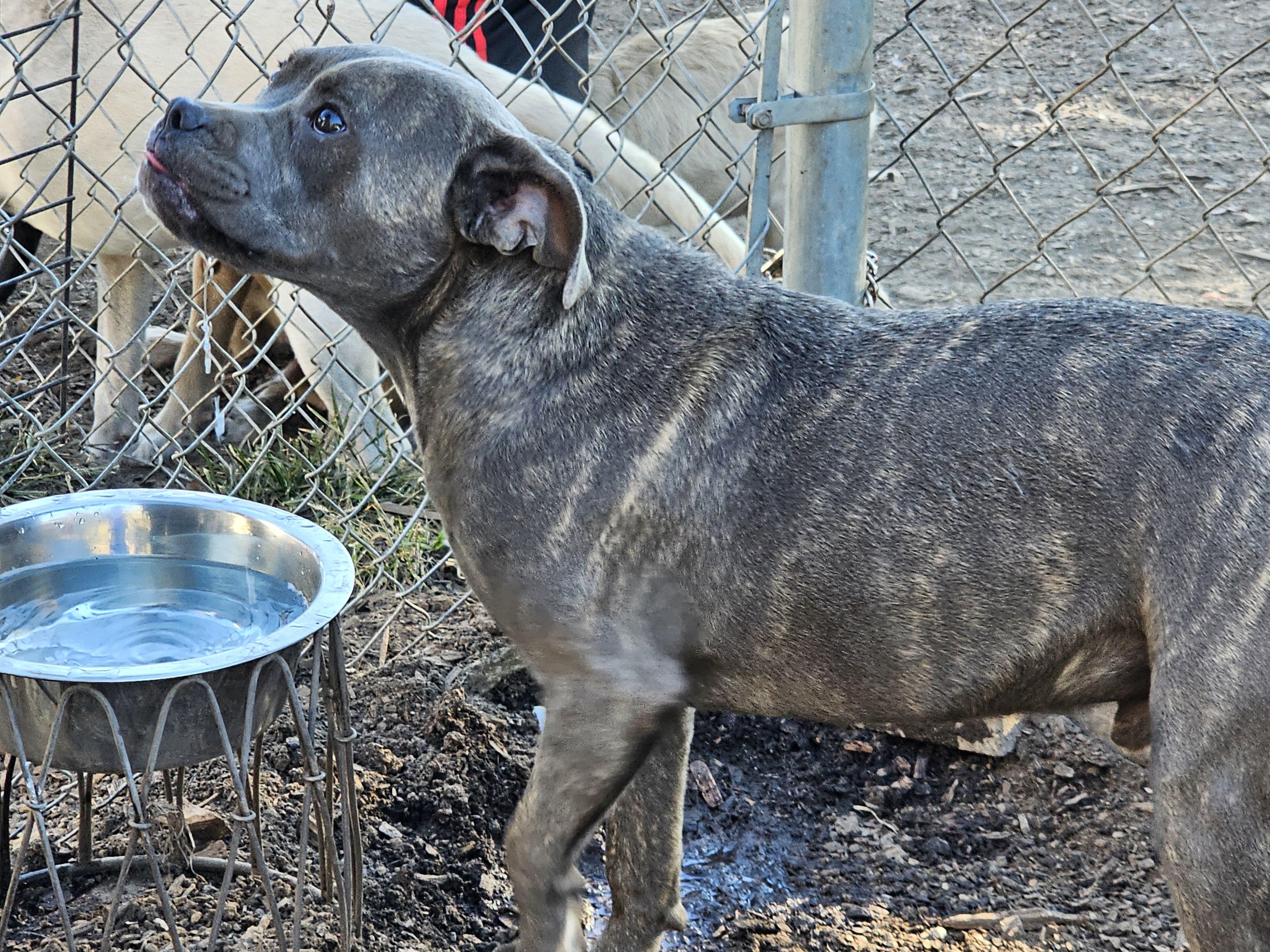 Enlarge Andy II , a ADOPTABLE mixed breed in Ringwood, NJ image 5/6