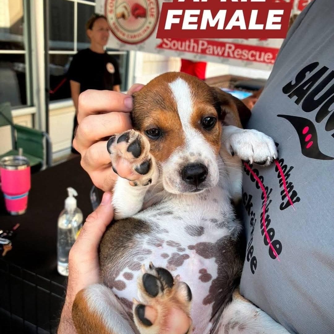 Enlarge April, an adopted mixed breed in Myrtle Beach, SC image 2/2