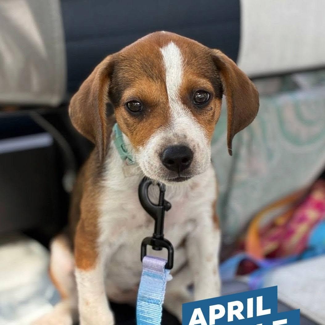 Enlarge April, an adopted mixed breed in Myrtle Beach, SC image 1/2
