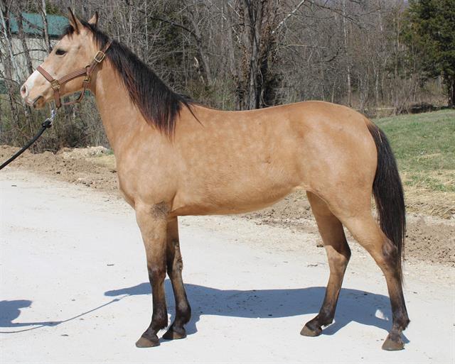 Enlarge DANDY, a Adoptable Grade in Union, MO image 1/1