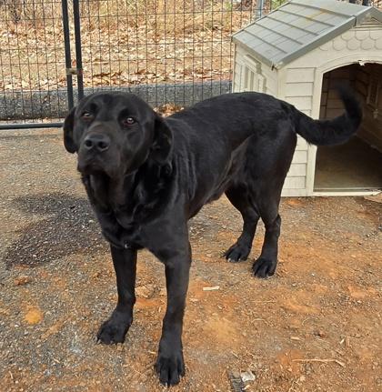 Enlarge Garrison, a Adoptable mixed breed in Gastonia, NC image 2/2