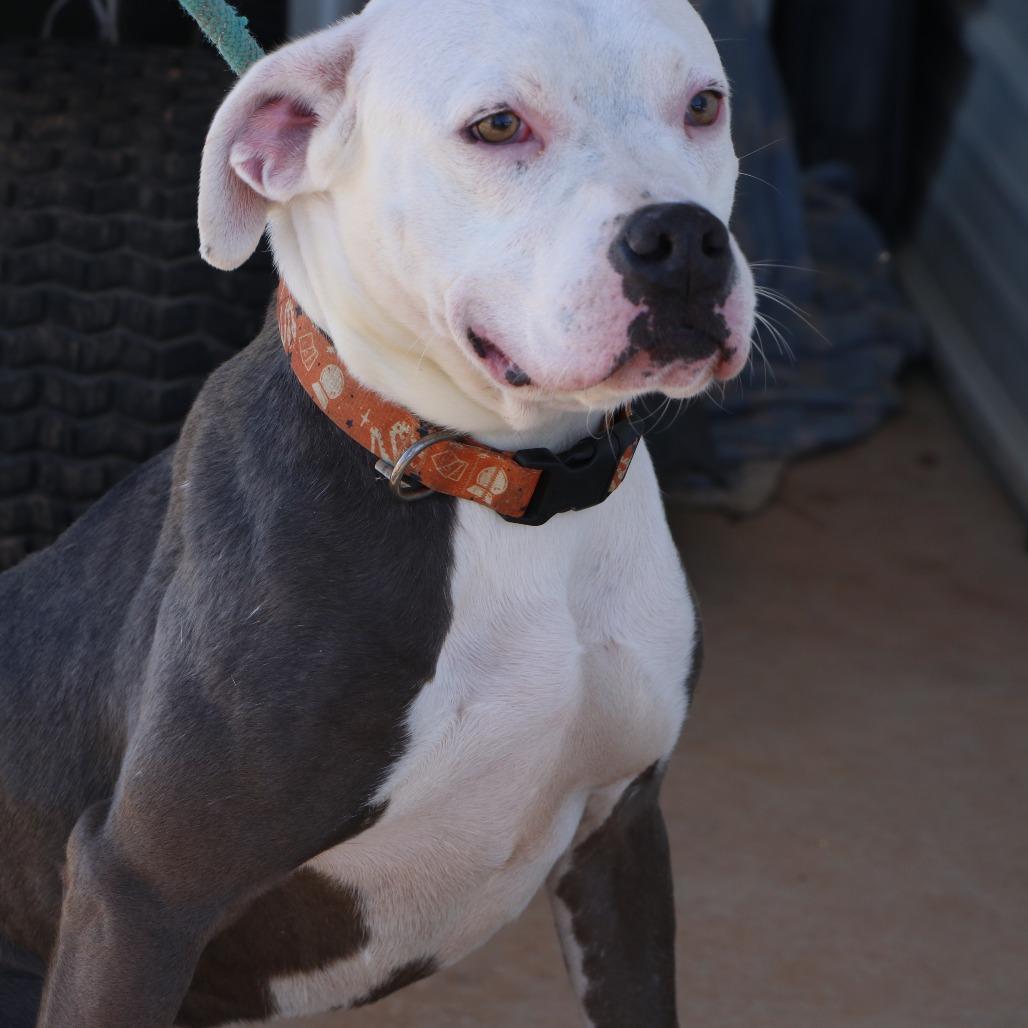 Elvis, a Adoptable mixed breed in Kingman, KS image 1/6