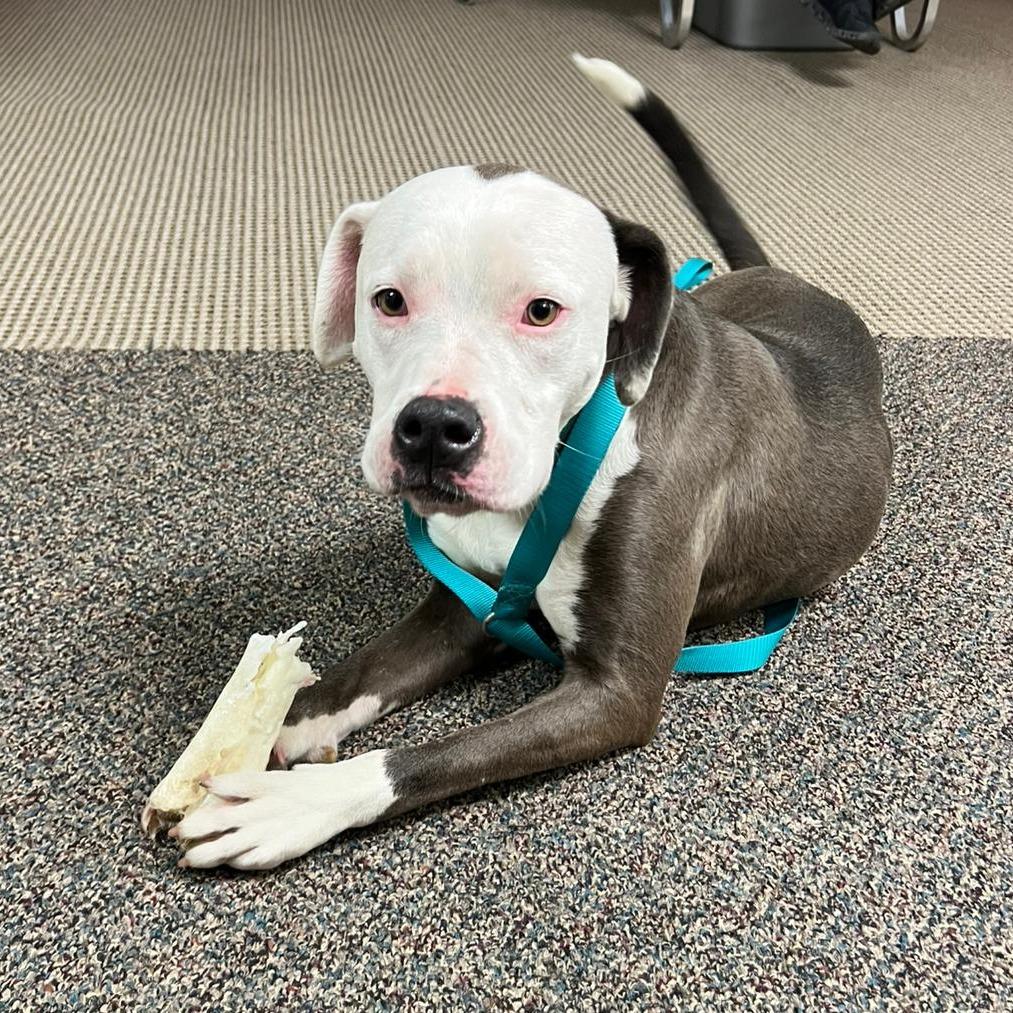 Elvis, a Adoptable mixed breed in Kingman, KS image 2/6