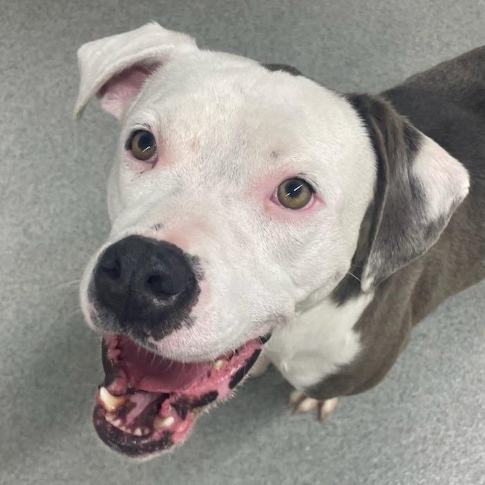 Elvis, a Adoptable mixed breed in Kingman, KS image 3/6