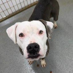 Elvis, a Adoptable mixed breed in Kingman, KS image 4/6