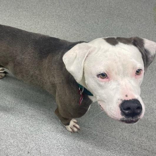 Elvis, a Adoptable mixed breed in Kingman, KS image 6/6