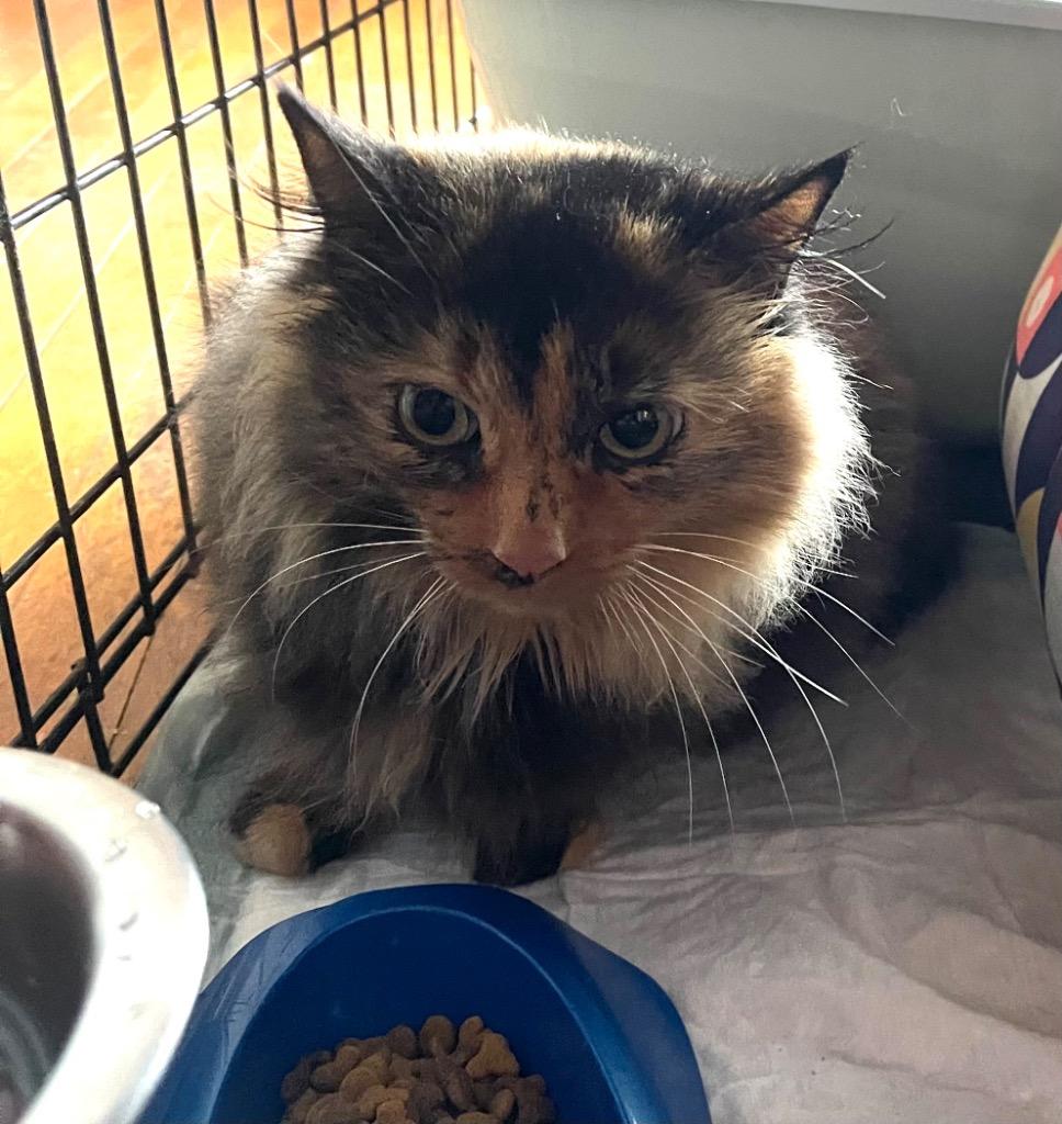 Jasmine, Adoptable, Adult Female Domestic Long Hair.