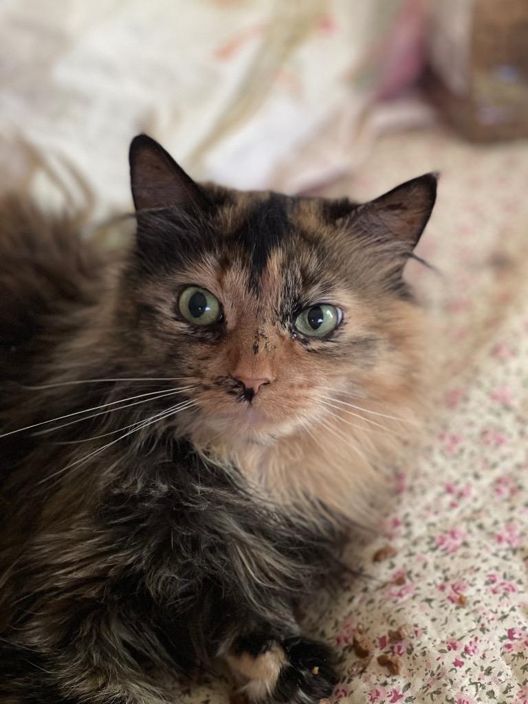 Jasmine, a Adoptable mixed breed in Brainardsville, NY image 2/3