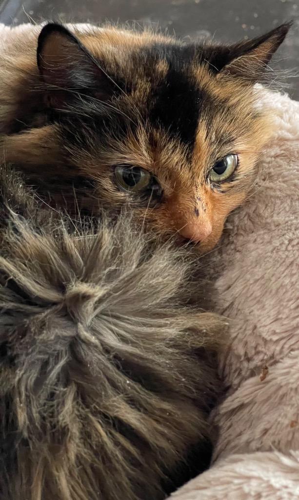 Jasmine, a Adoptable mixed breed in Brainardsville, NY image 3/3