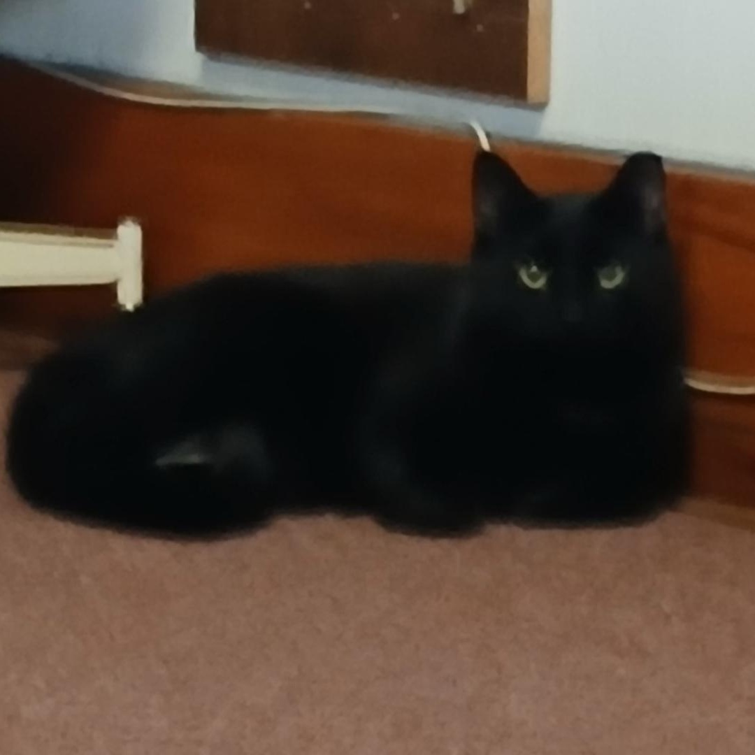 Enlarge Ziggy & Vinnie, a Adoptable Domestic Short Hair in Rochester, NY image 2/5