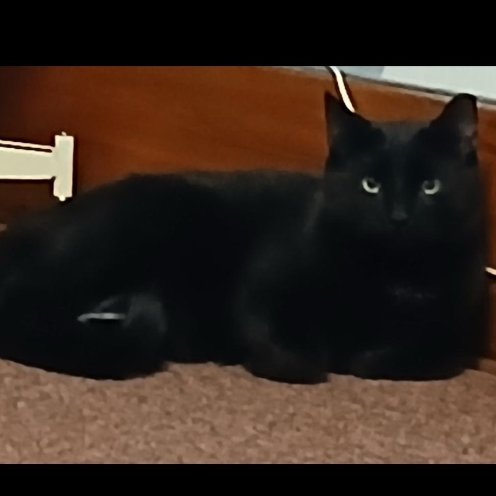 Enlarge Ziggy & Vinnie, a Adoptable Domestic Short Hair in Rochester, NY image 3/5