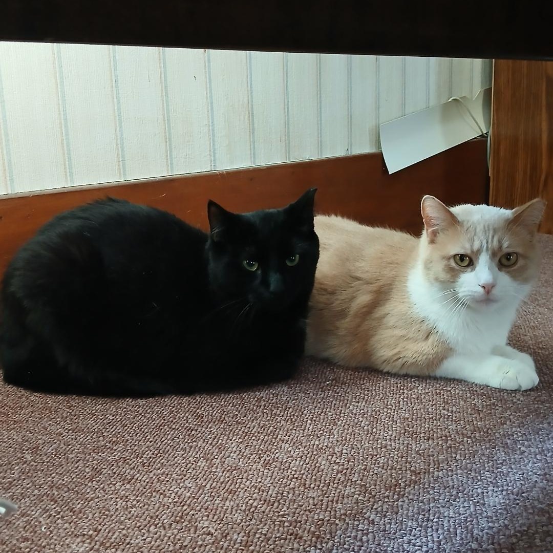 Enlarge Ziggy & Vinnie, a Adoptable Domestic Short Hair in Rochester, NY image 1/5