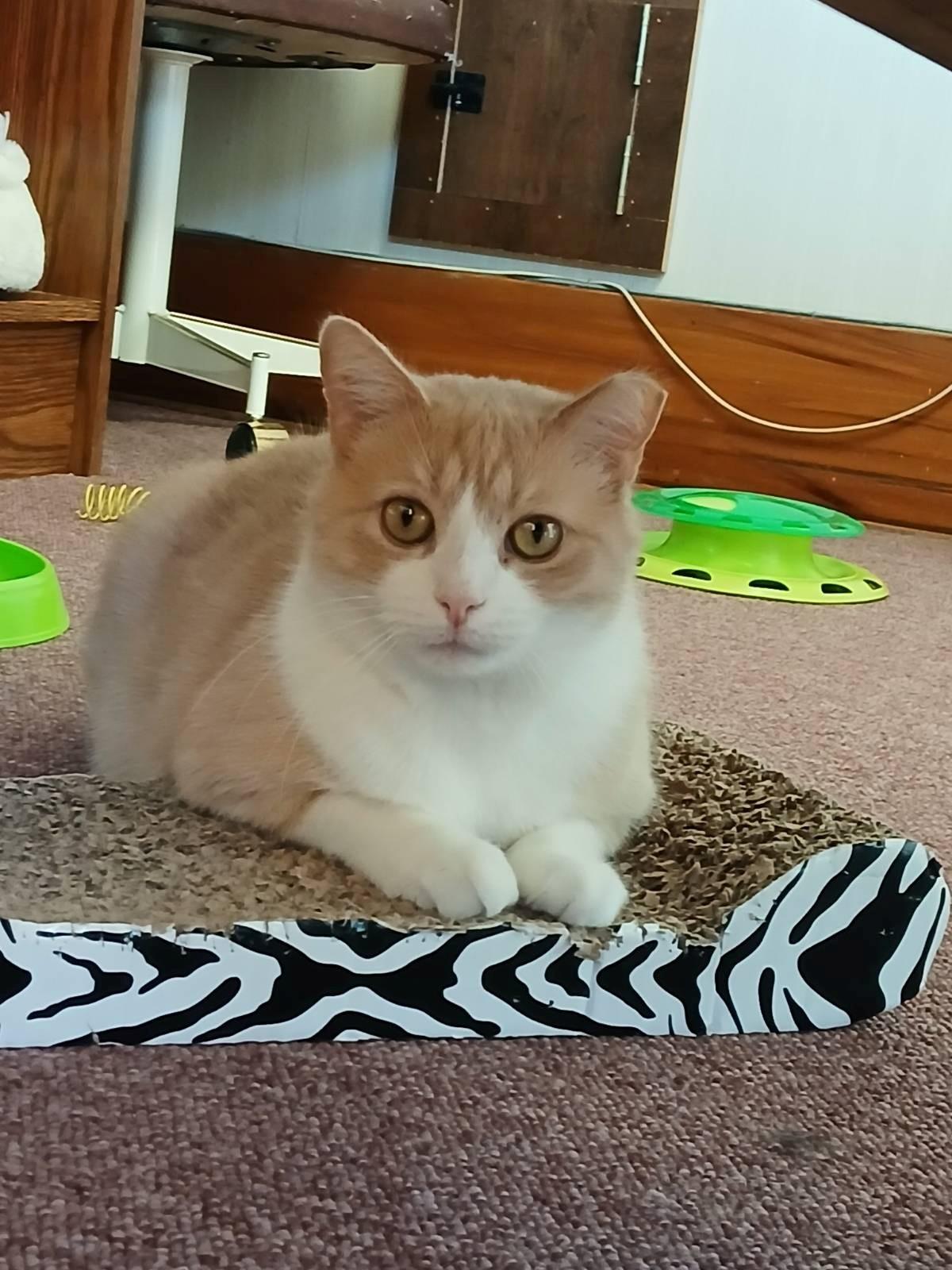 Ziggy, Adoptable, Adult Male Domestic Short Hair.