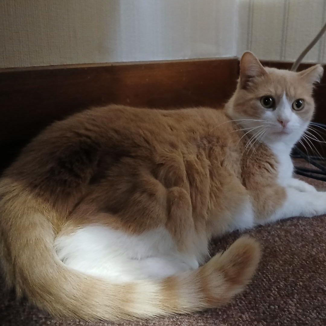 Enlarge Ziggy & Vinnie, a Adoptable Domestic Short Hair in Rochester, NY image 4/5