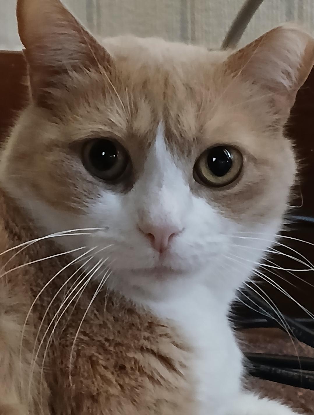 Enlarge Ziggy & Vinnie, a Adoptable Domestic Short Hair in Rochester, NY image 5/5