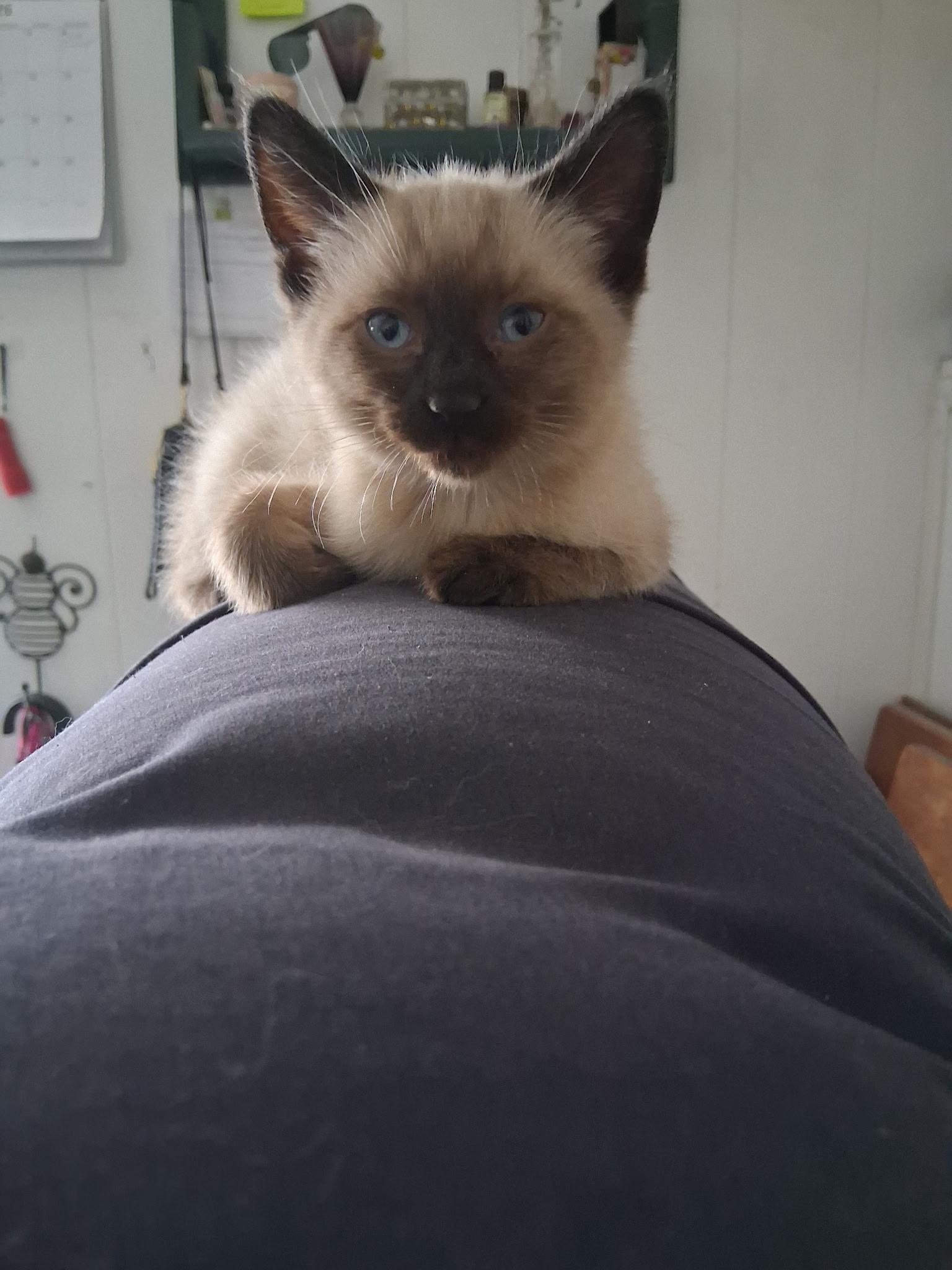 Enlarge Easter, a ADOPTABLE Siamese in Pocatello, ID image 1/1