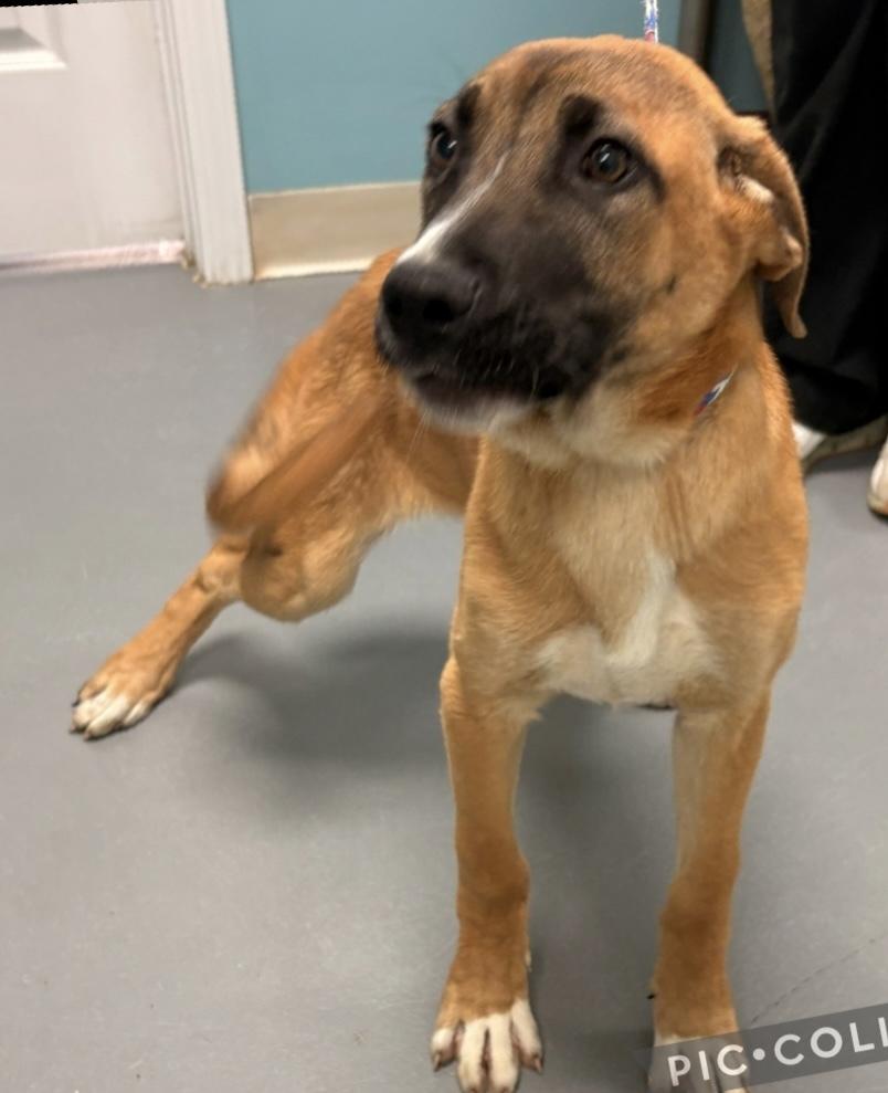 Braxton — thumbnail 2