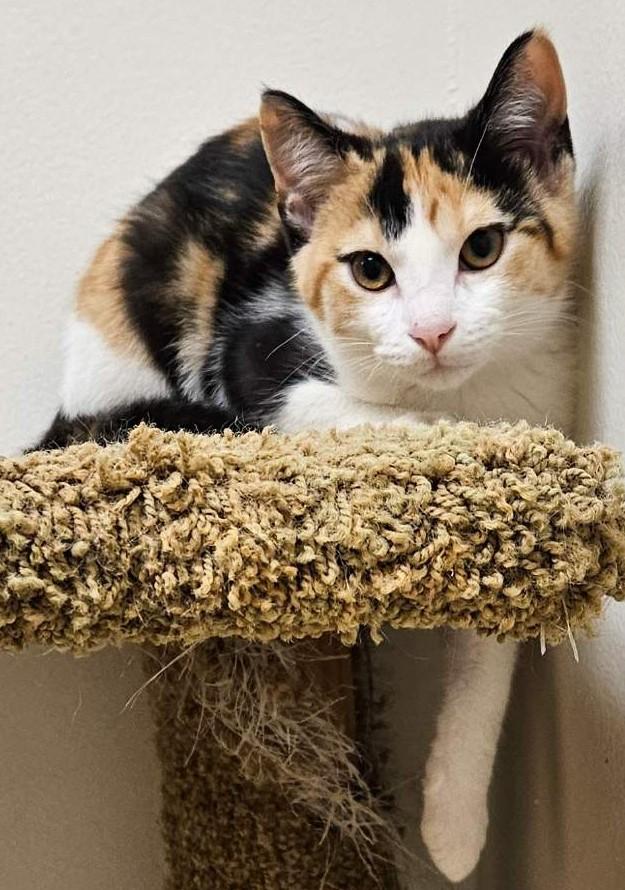 Ivanna26, a ADOPTABLE Domestic Short Hair in Milwaukee, WI image 3/5
