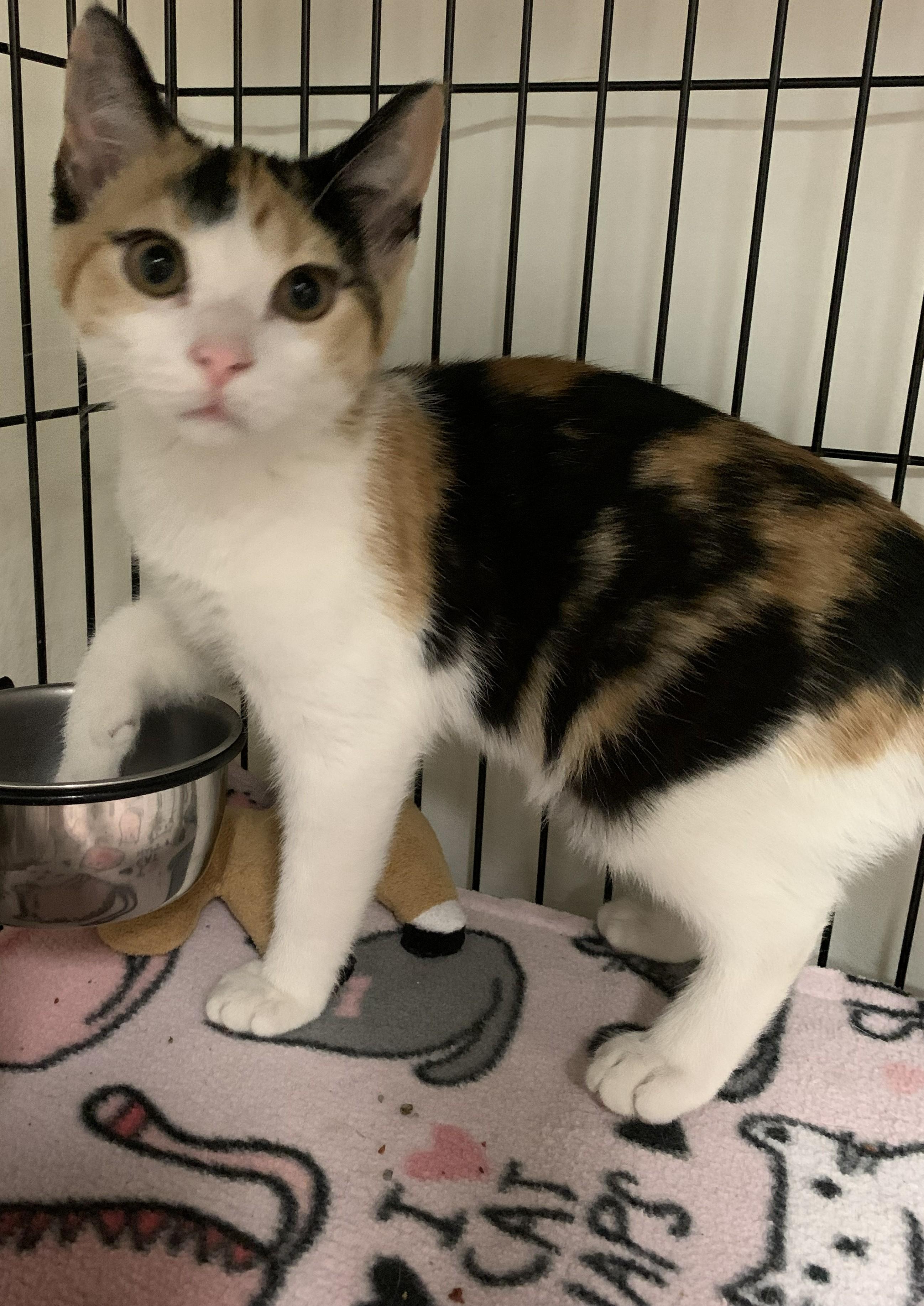 Ivanna26, a ADOPTABLE Domestic Short Hair in Milwaukee, WI image 2/5