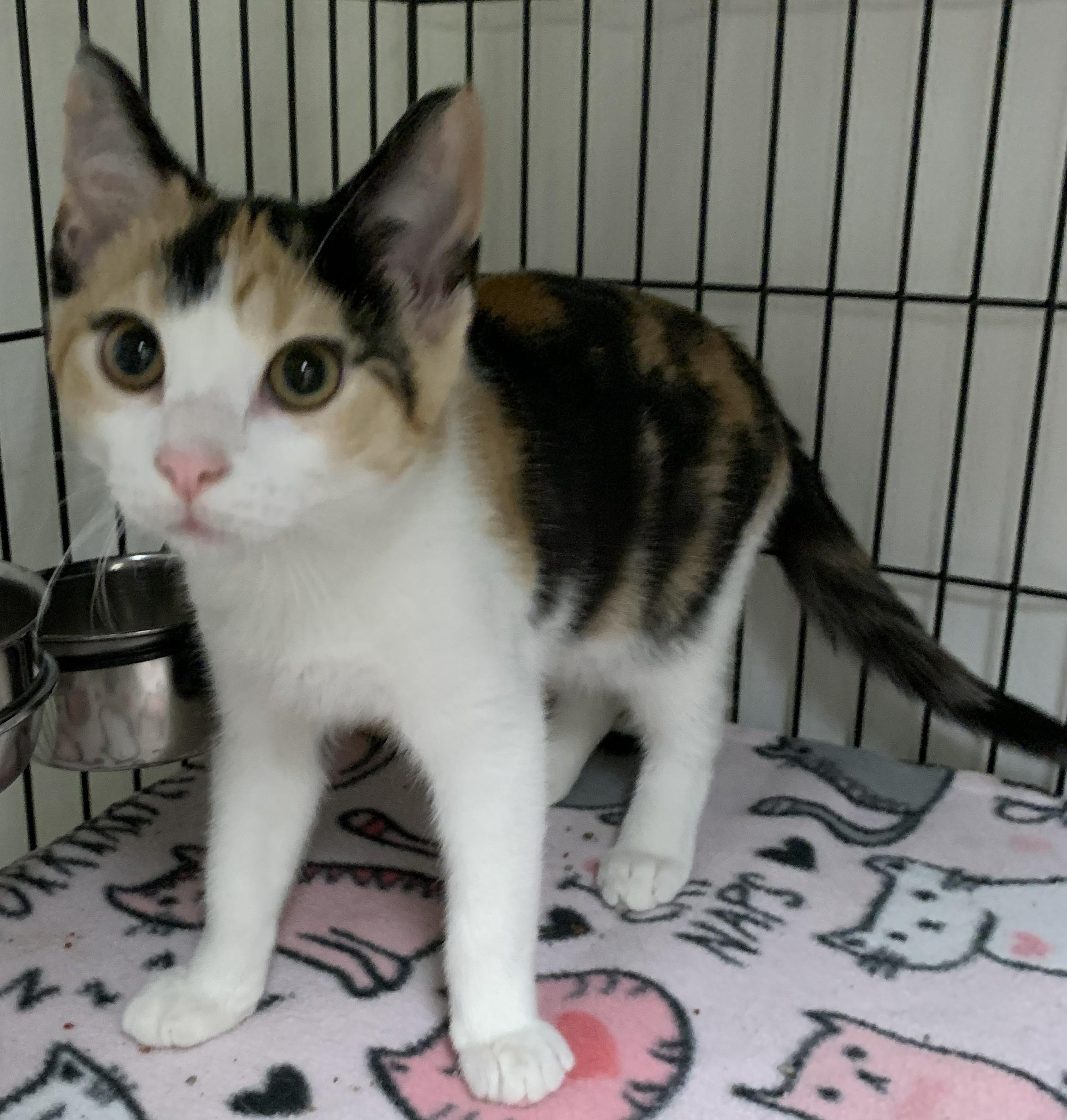 Ivanna26, a ADOPTABLE Domestic Short Hair in Milwaukee, WI image 5/5
