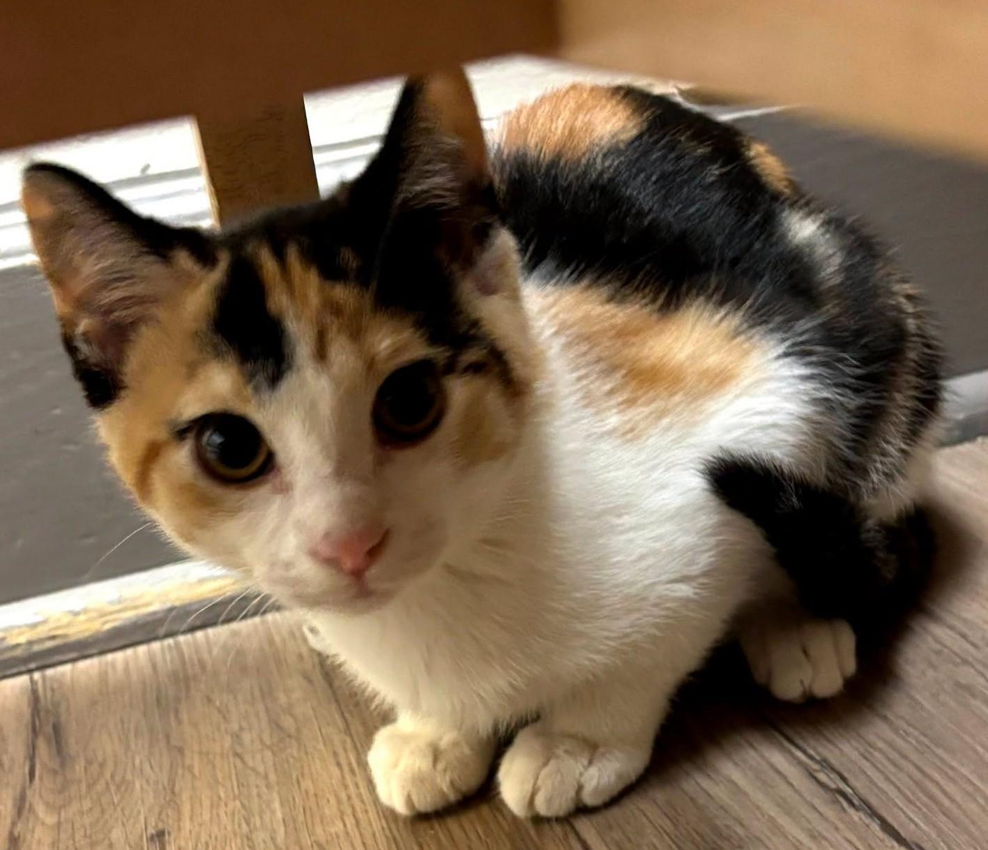 Ivanna26, a ADOPTABLE Domestic Short Hair in Milwaukee, WI image 4/5