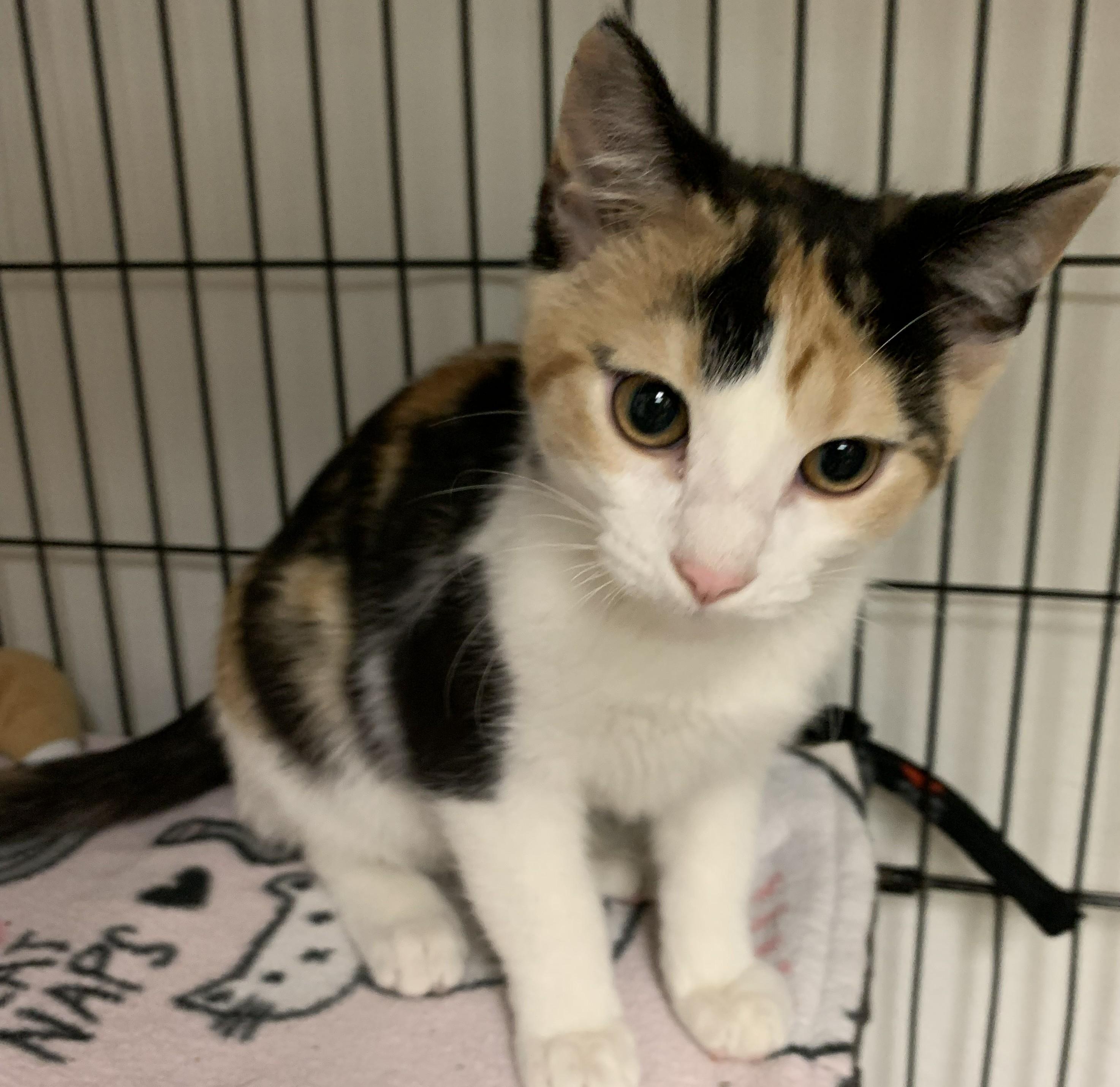 Ivanna26, ADOPTABLE, Kitten Female Domestic Short Hair.
