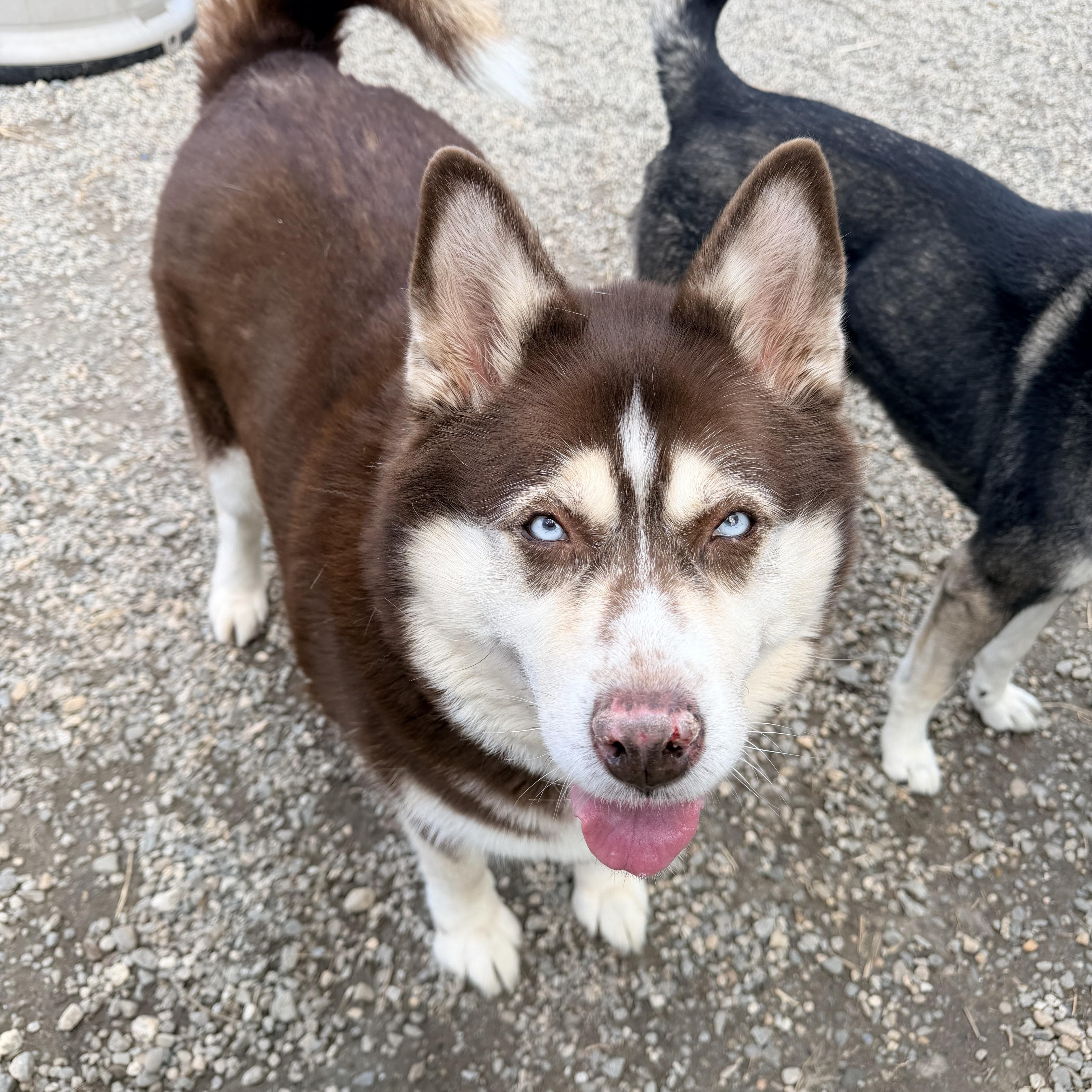 Enlarge Mabel aka Mae , a ADOPTABLE Siberian Husky in Willimantic, CT image 2/6