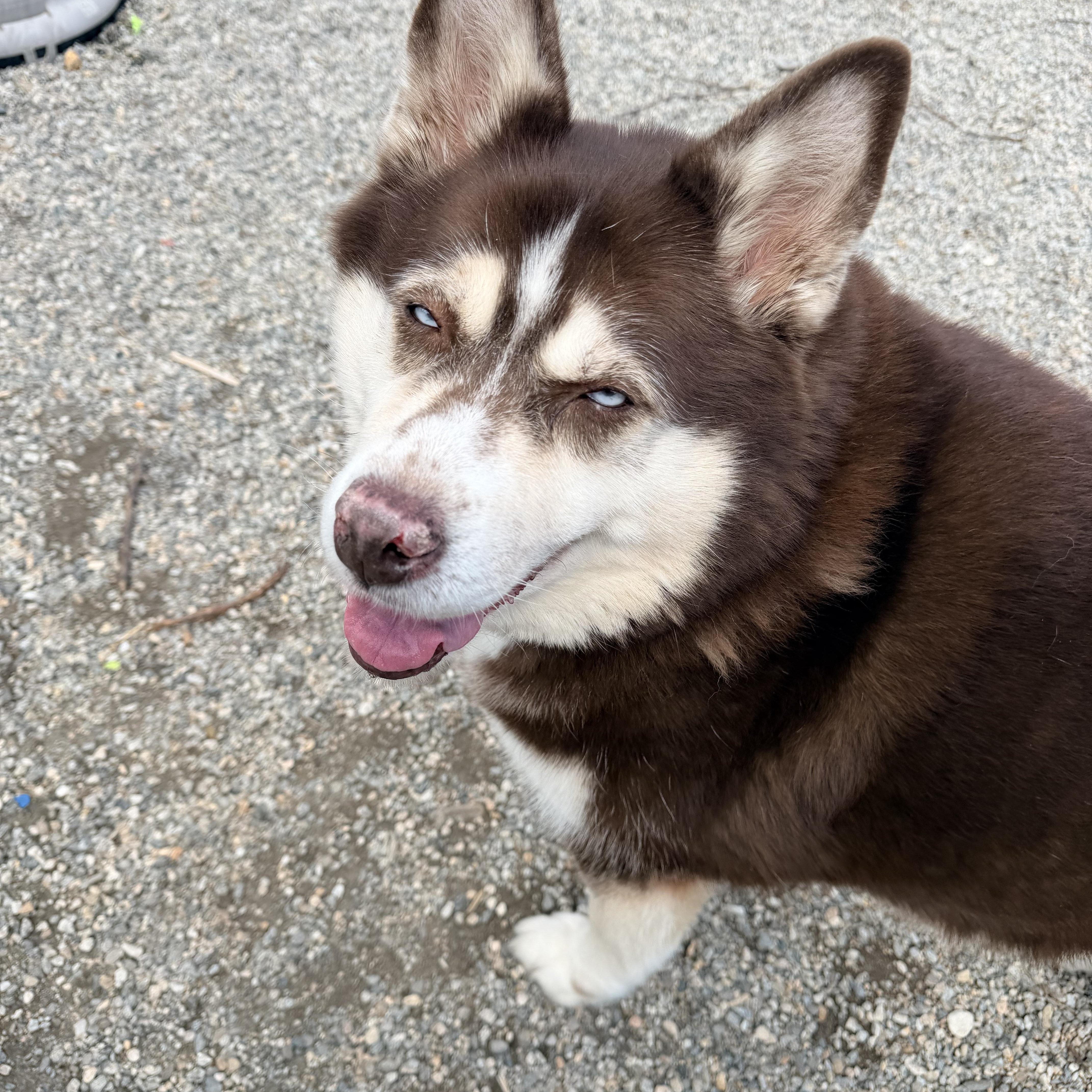 Enlarge Mabel aka Mae , a ADOPTABLE Siberian Husky in Willimantic, CT image 5/6