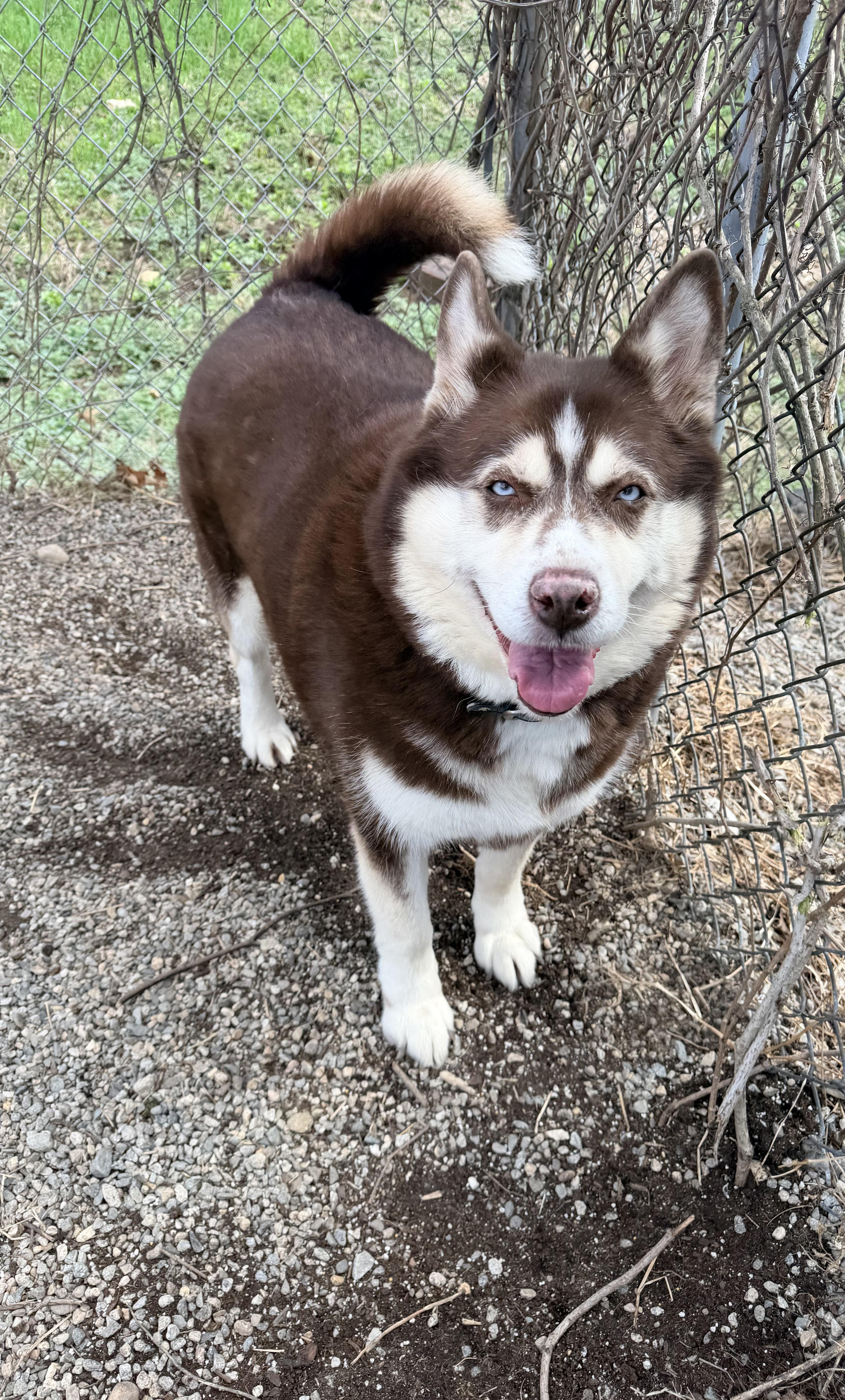 Enlarge Mabel aka Mae , a ADOPTABLE Siberian Husky in Willimantic, CT image 1/6