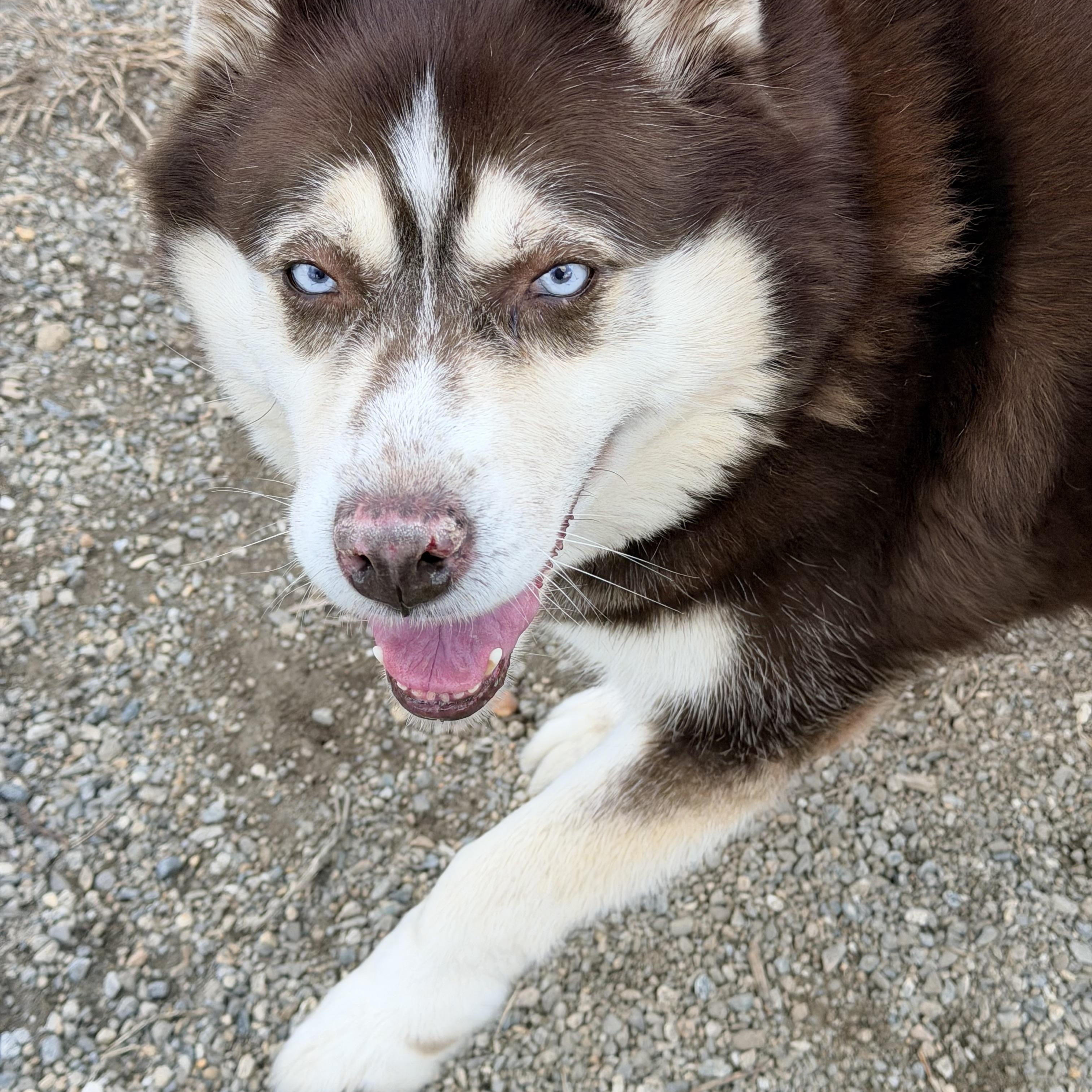 Enlarge Mabel aka Mae , a ADOPTABLE Siberian Husky in Willimantic, CT image 4/6