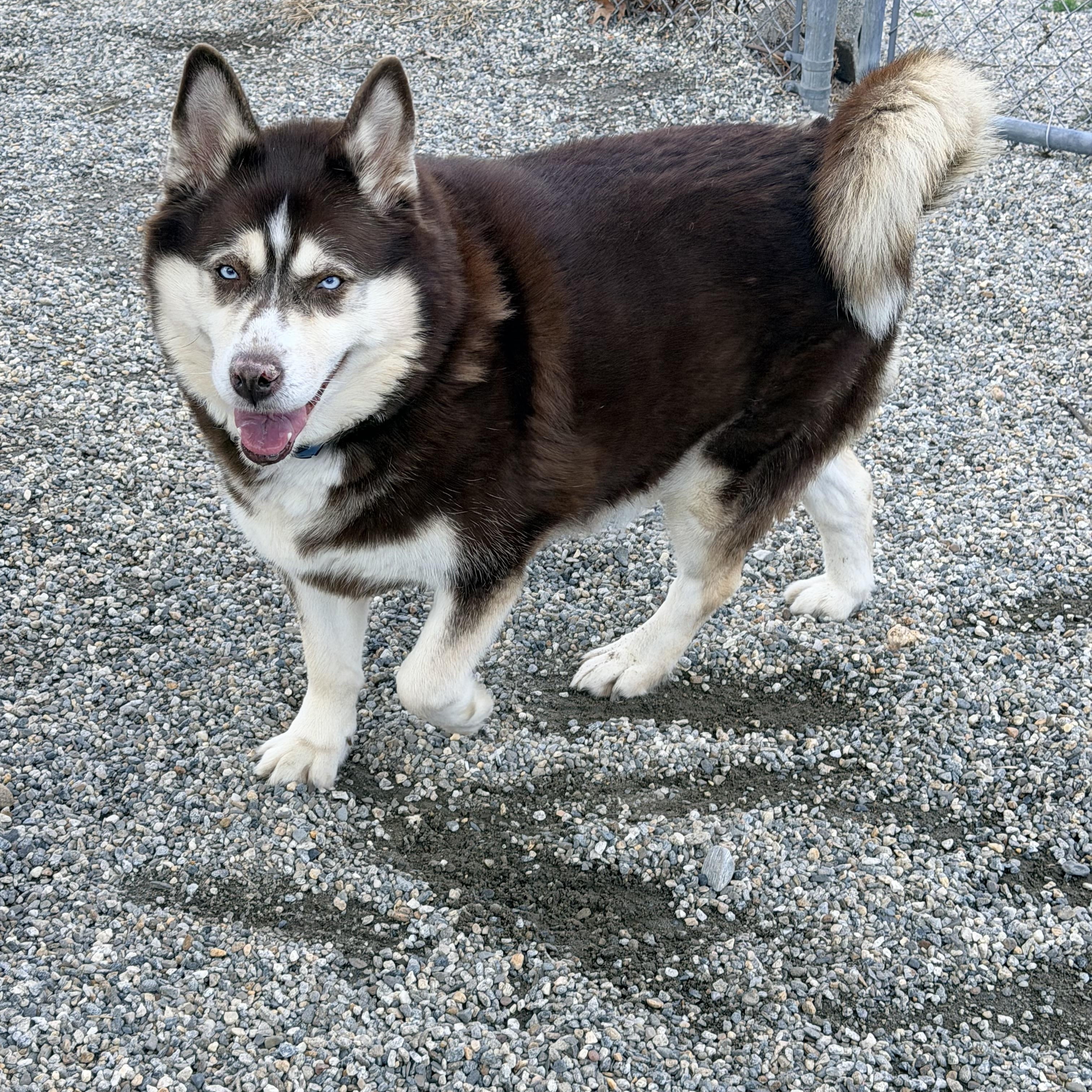 Enlarge Mabel aka Mae , a ADOPTABLE Siberian Husky in Willimantic, CT image 3/6