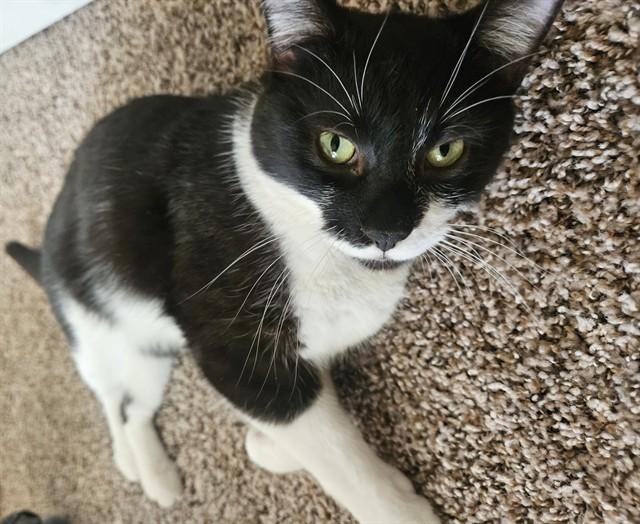 TITAN, Adoptable, Young Male Domestic Short Hair & Domestic Short Hair.