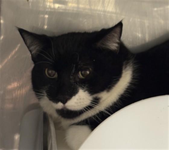 TITAN, Adoptable, Young Male Domestic Short Hair & Domestic Short Hair.