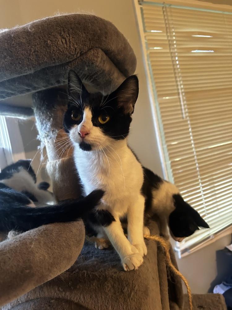 Luna CD, Adoptable, Adult Female Domestic Short Hair.